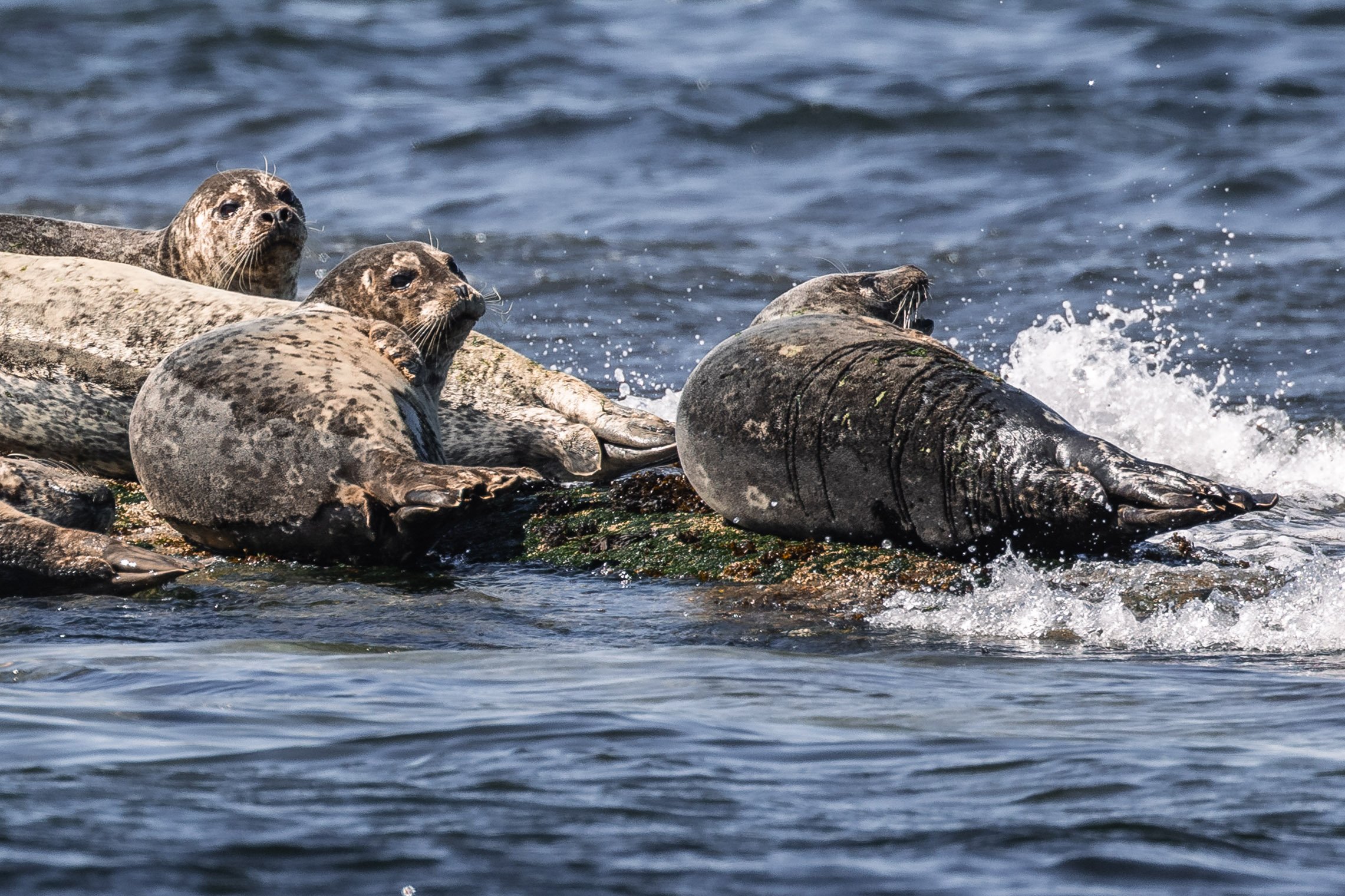 June 16, 2026, 3:30 PM - Searching the Southern Gulf Islands