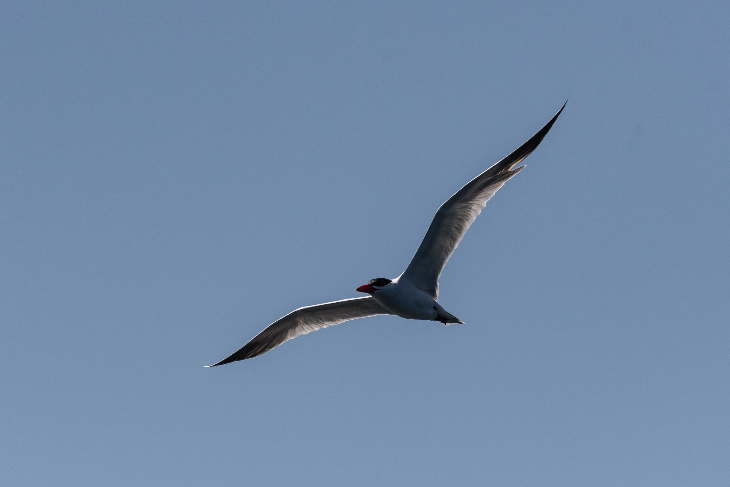 June 18, 2026, 10:30 AM - Exploring the Gulf Islands