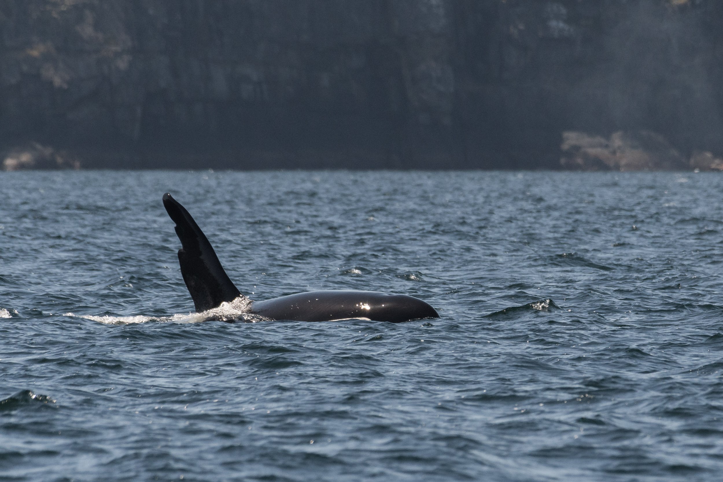 June 20, 2026, 10:30 AM - Travelling the Strait of Georgia with Whidbey II, Chainsaw, and Humpback Whales