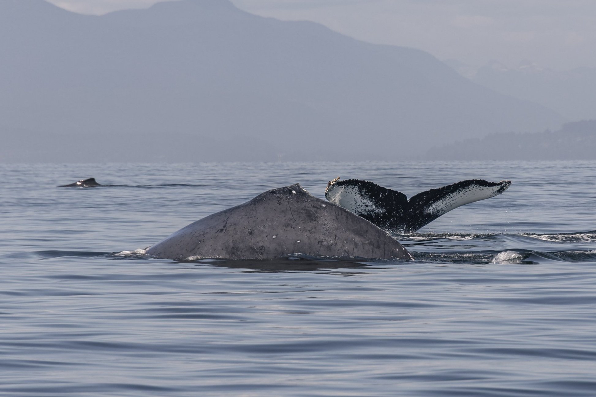 June 21, 2026, 10:30 AM - Over a dozen humpbacks in one trip!