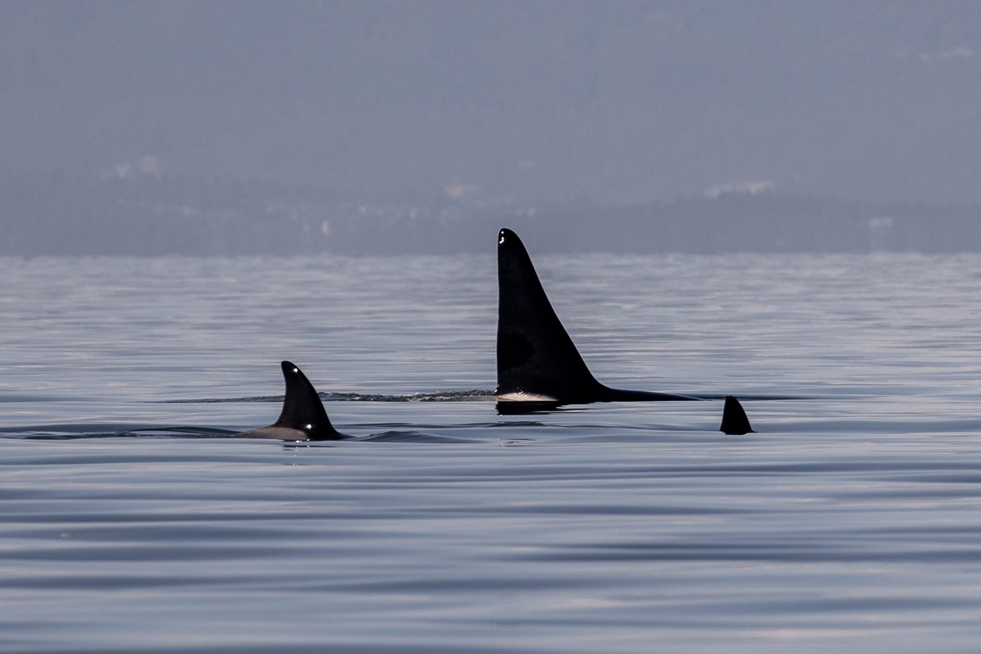 June 21, 2026, 3:30 PM - A double species evening in the Salish Sea