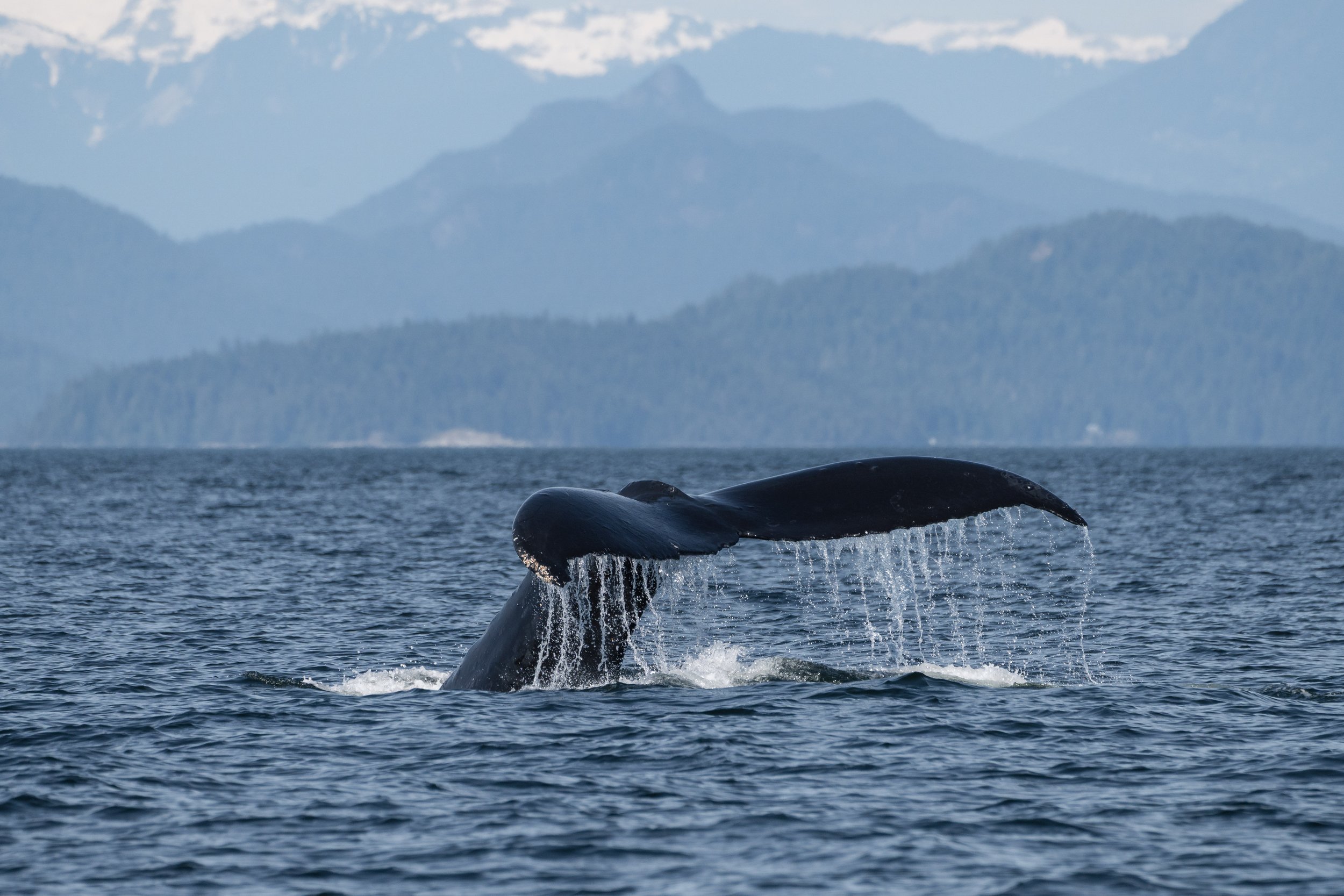 June 22, 2026, 3:30 PM - A Tale of 7 Whales