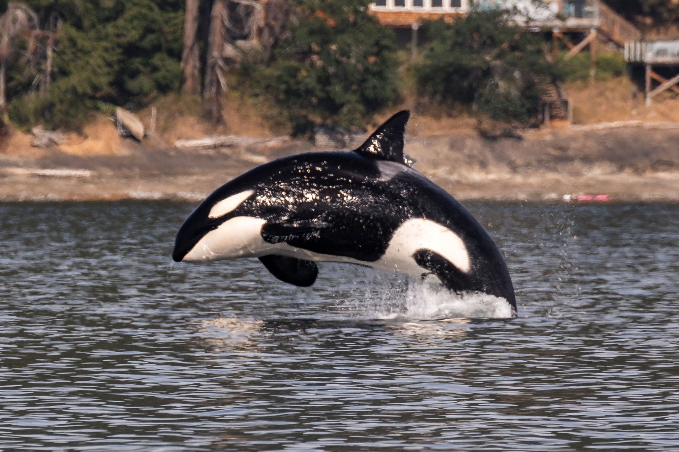 June 23, 2026, 3:30 PM - The T002Cs in Stuart Channel plus a playful T-party in the Strait