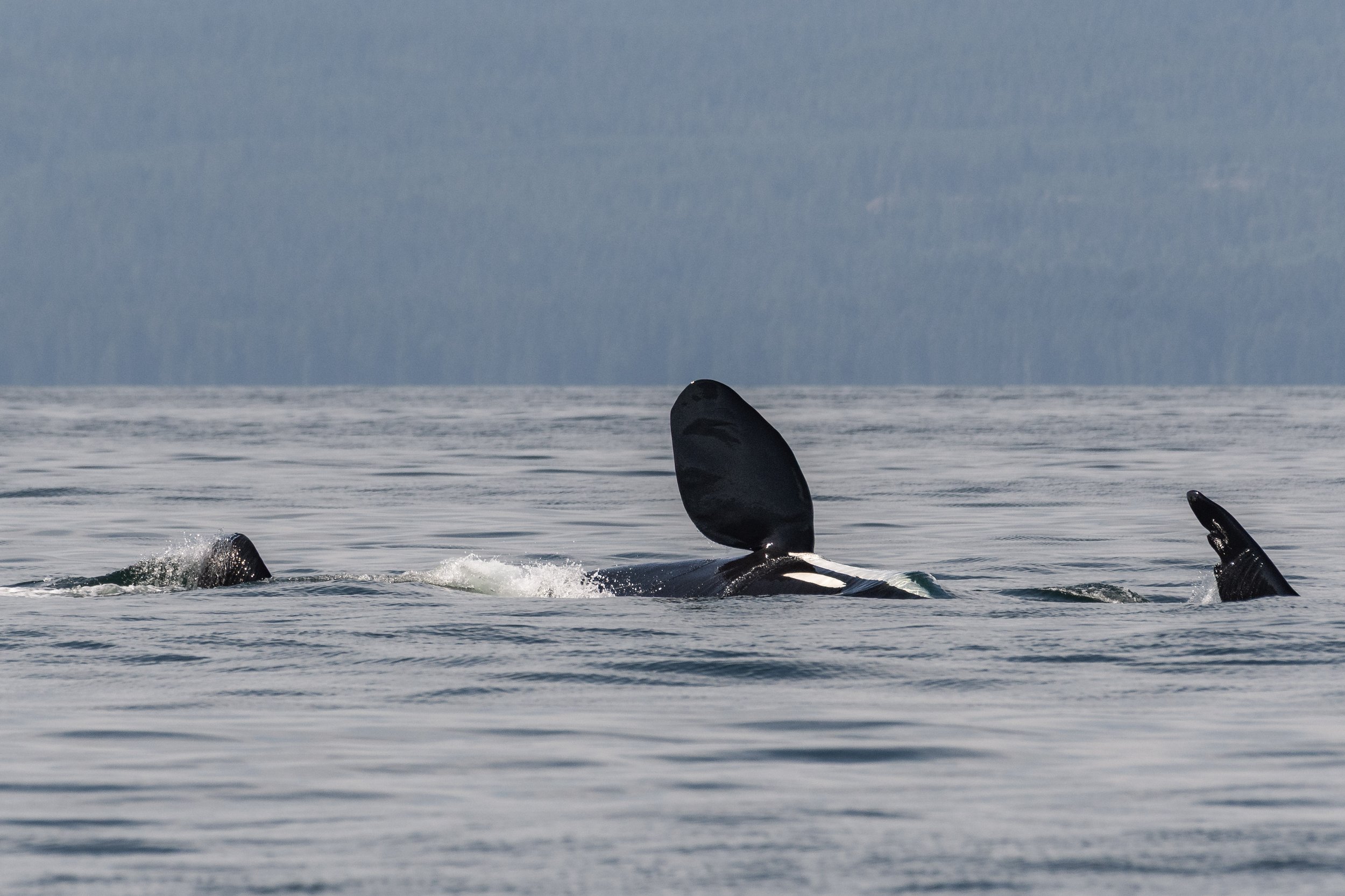 June 24, 2026, 3:30 PM - A boisterous T-Party and a handful of Humpbacks