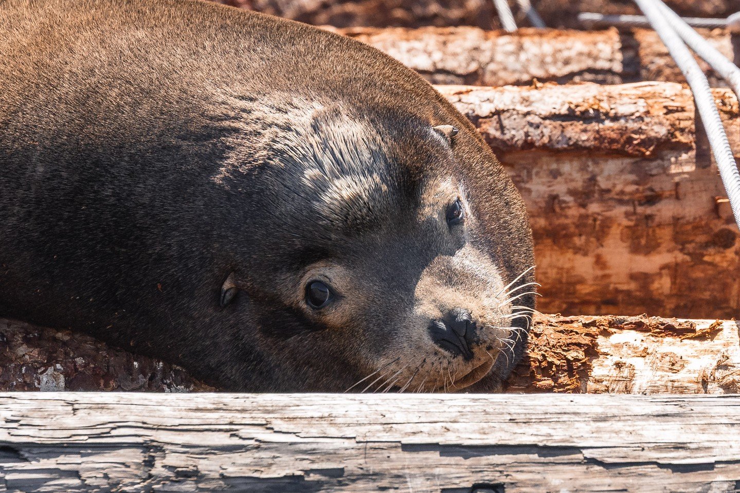 WHERE do all the sea lions go every summer? 🦭🌎

If you spend time around the Salish Sea during the winter, you have probably seen (or more likely HEARD) California Sea Lions hauled out on log booms, docks, and rocky islets all across the coast. But