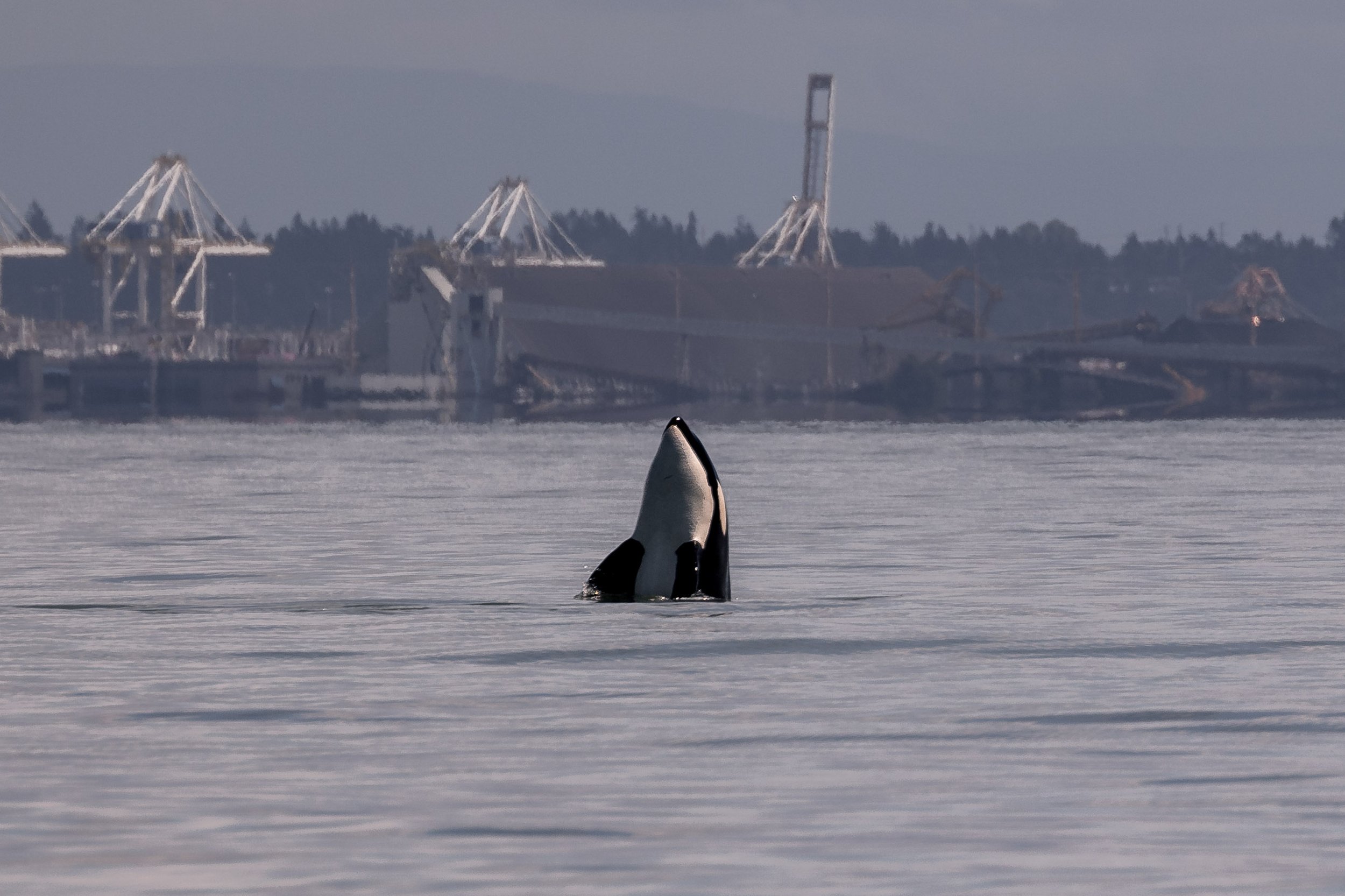June 27, 2026, 10:30 AM - Flat Calm Waters and a Successful Orca Hunt, a day with the T123s