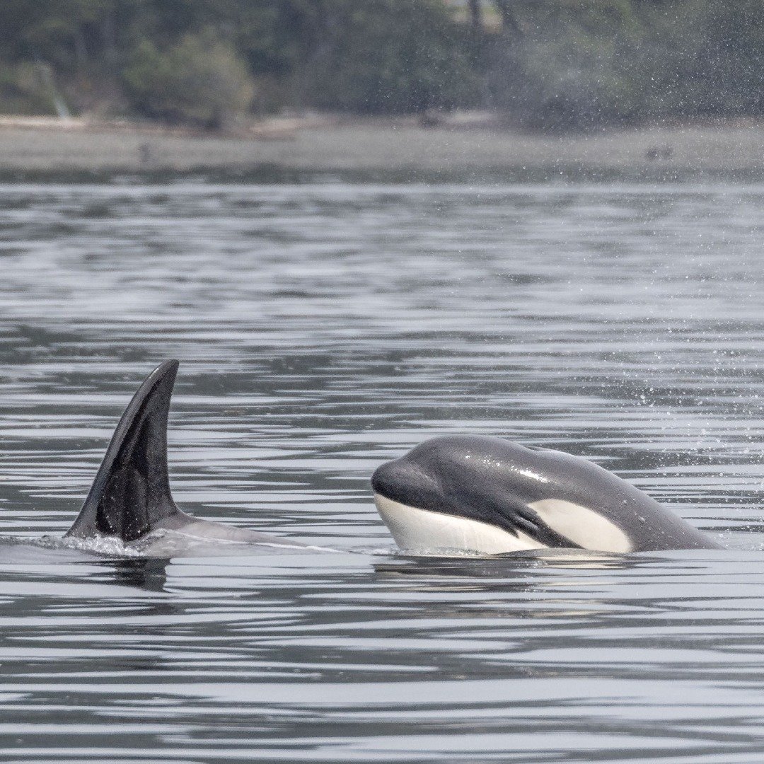 ⏪On this day...⏪

Two years ago today (June 28, 2024), we encountered the T099s, and we got this adorable shot of T099E Qwiin qwiin oo qwii la surfacing right behind her mother, T099 Bella. 🥰

📸: Val Watson