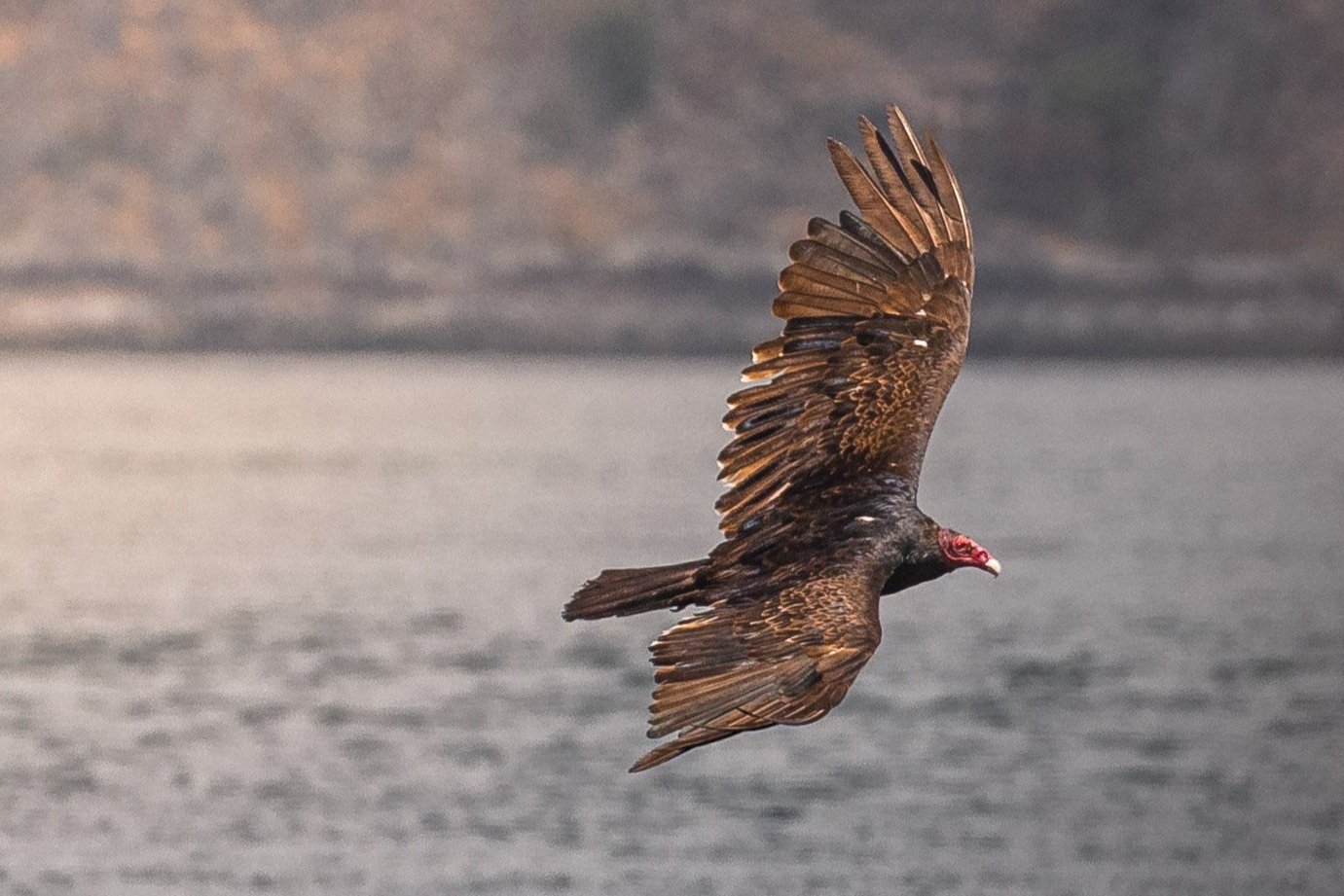 June 28, 2026, 10:30 AM - Traversing the Southern Gulf Islands and the Salish Sea