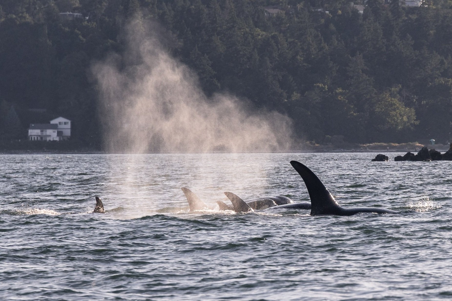 June 28, 2026, 3:30 PM - A playful humpback and 2 pods of orca