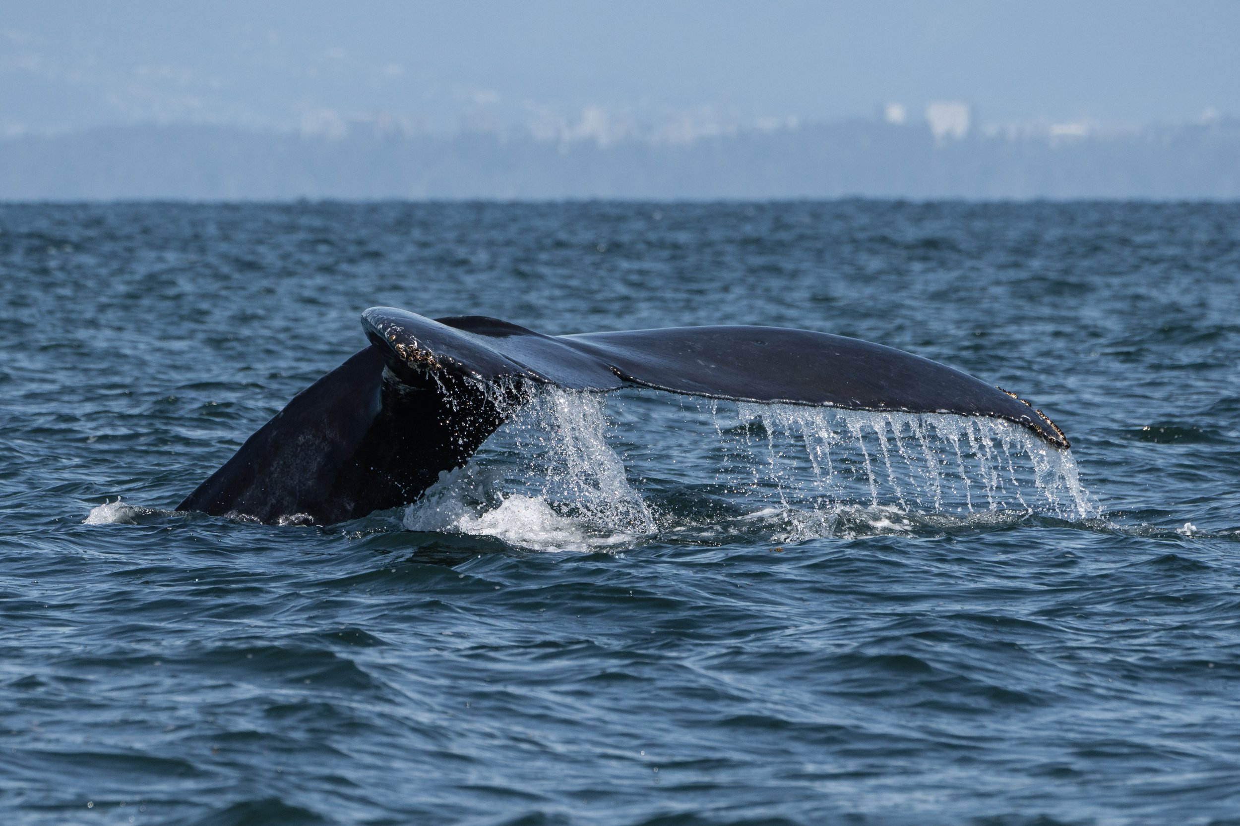 June 29, 2026, 10:30 AM - Humpback Whales near Porlier Pass