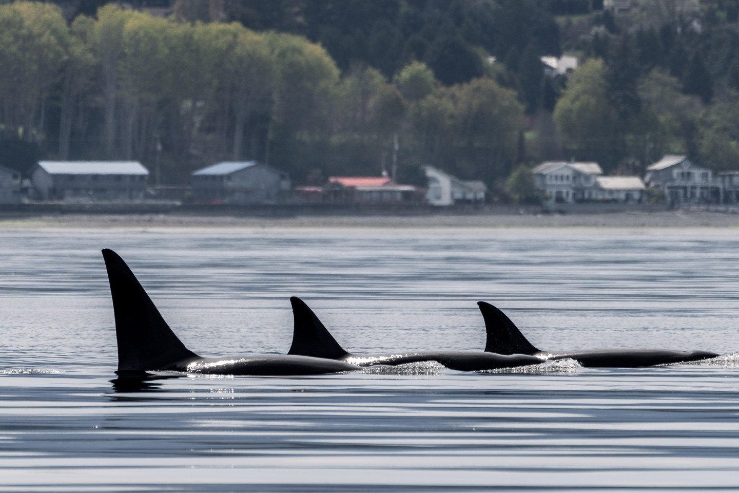 BOY or GIRL? How can you tell the difference between male and female orcas? 👀🐋

One of the easiest ways to tell male and female orcas apart is by looking at their dorsal fins! Adult male orcas have very tall, straight dorsal fins that can reach up 