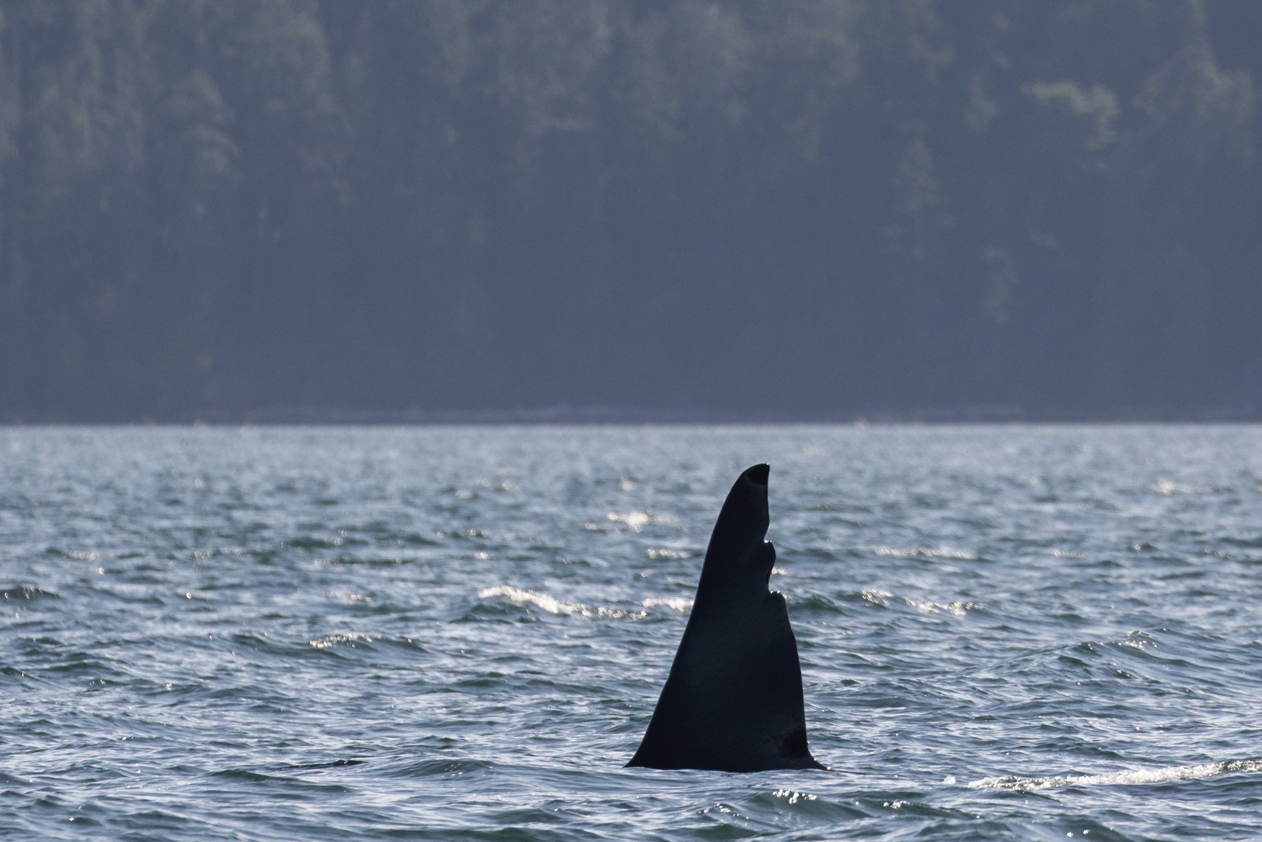 June 29, 2026, 3:30 PM - Surpise encounters with the T065s, T100s, and a handful of Humpbacks