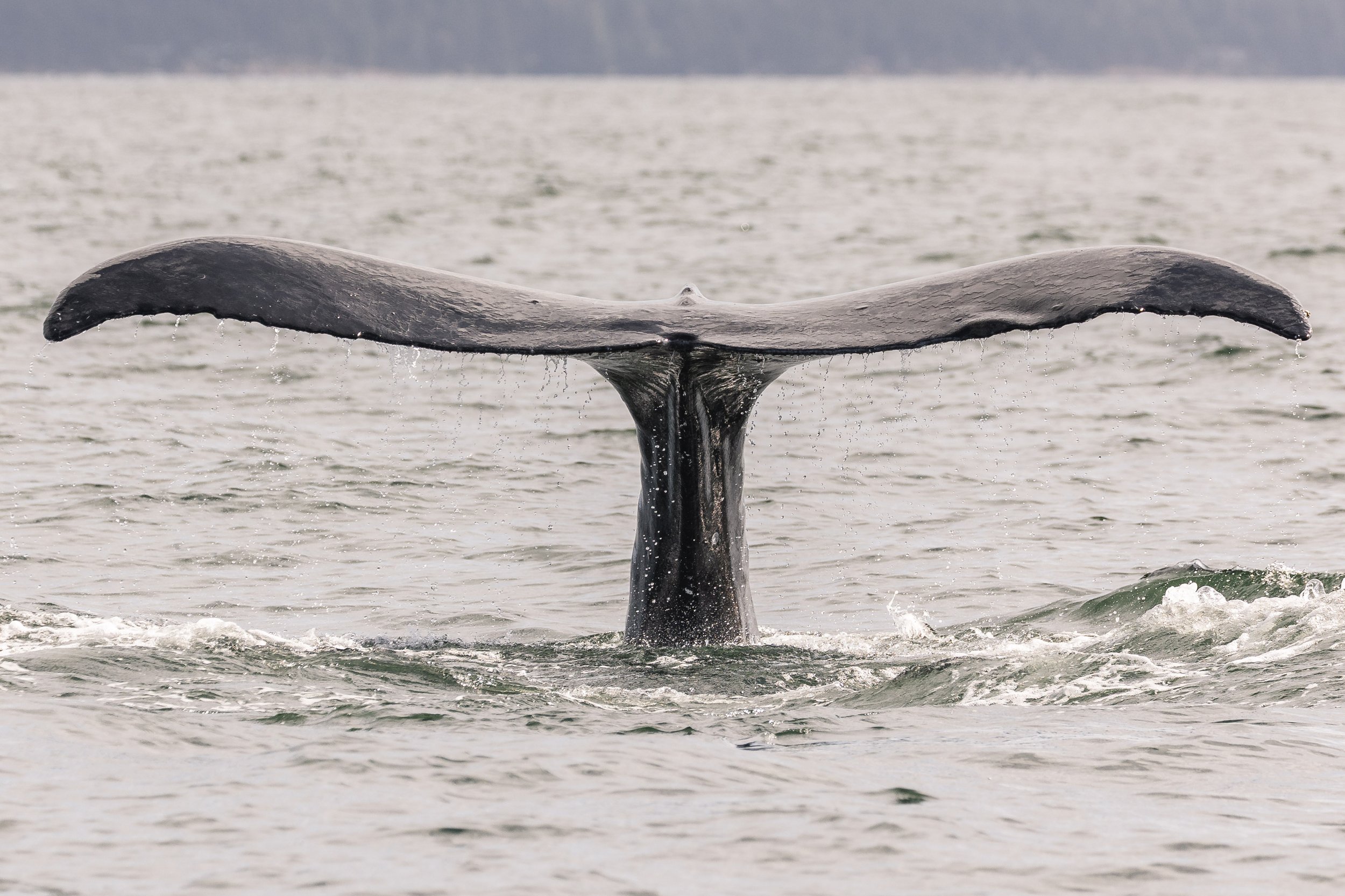 June 30, 2026, 3:30 PM - The Secret Lives of Salish Sea Whales