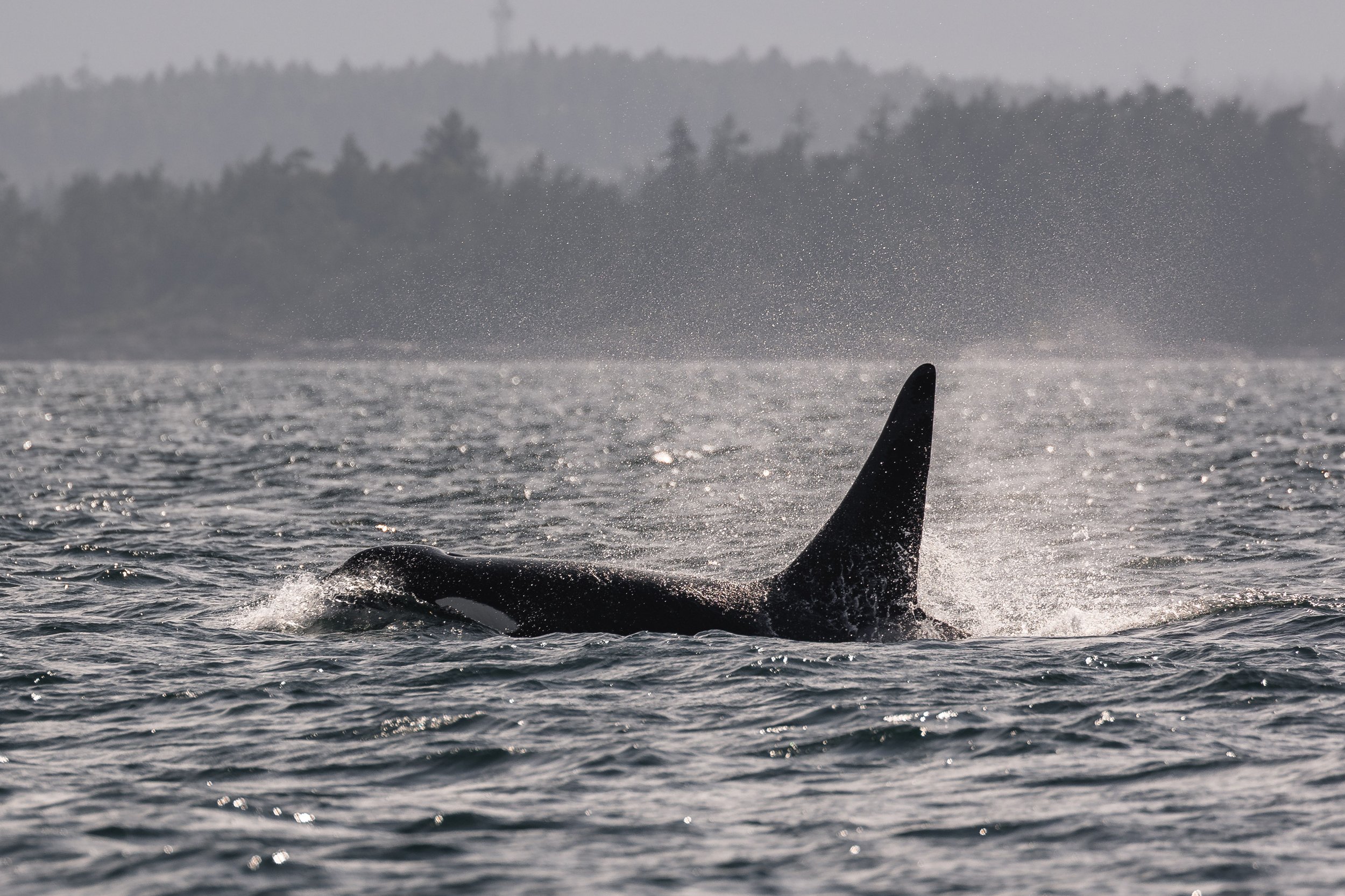 July 1, 2026, 3:30 PM - A T-party with a side of Humpback! 
