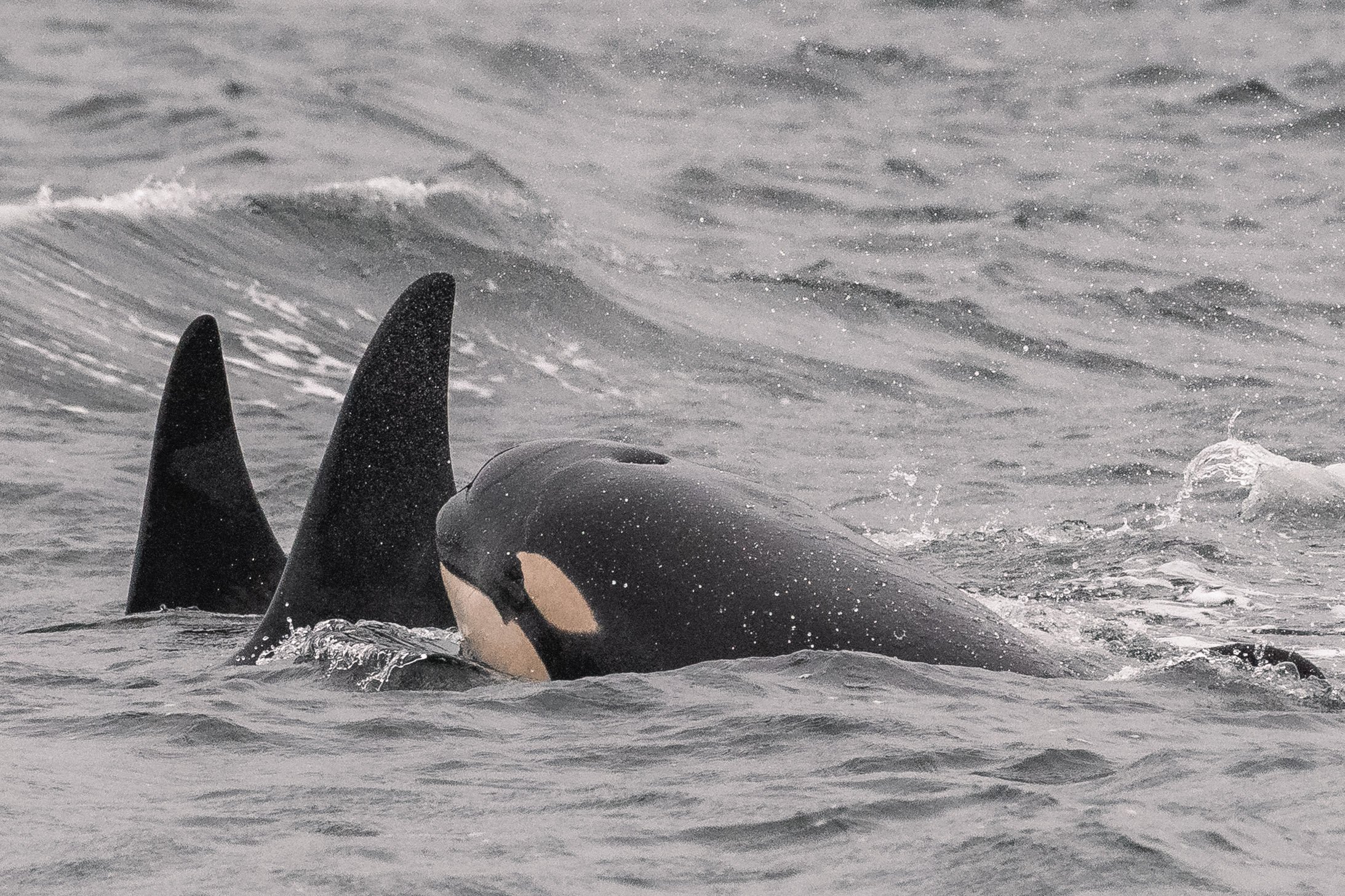 July 2, 2026, 10:30 AM - Orca everywhere! 