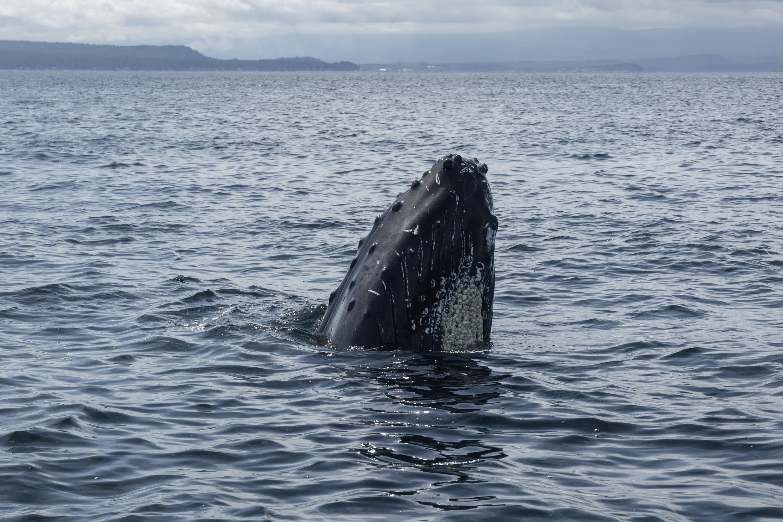 July 3, 2026, 10:30 AM - Humpbacks across the Strait plus seeing T049A1 Noah