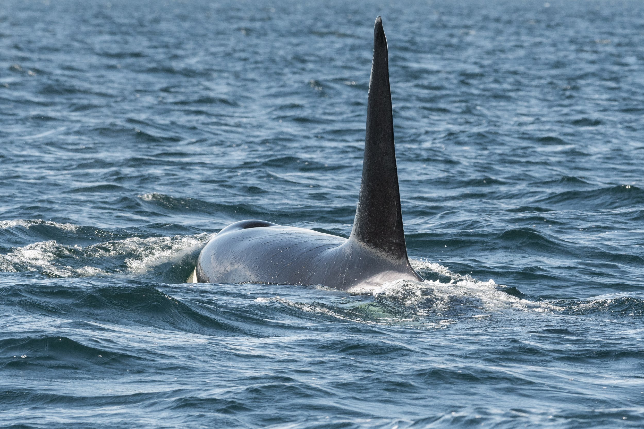 July 3, 2026, 3:30 PM - The T101s appear outside Nanaimo, Plus more Humpbacks! 