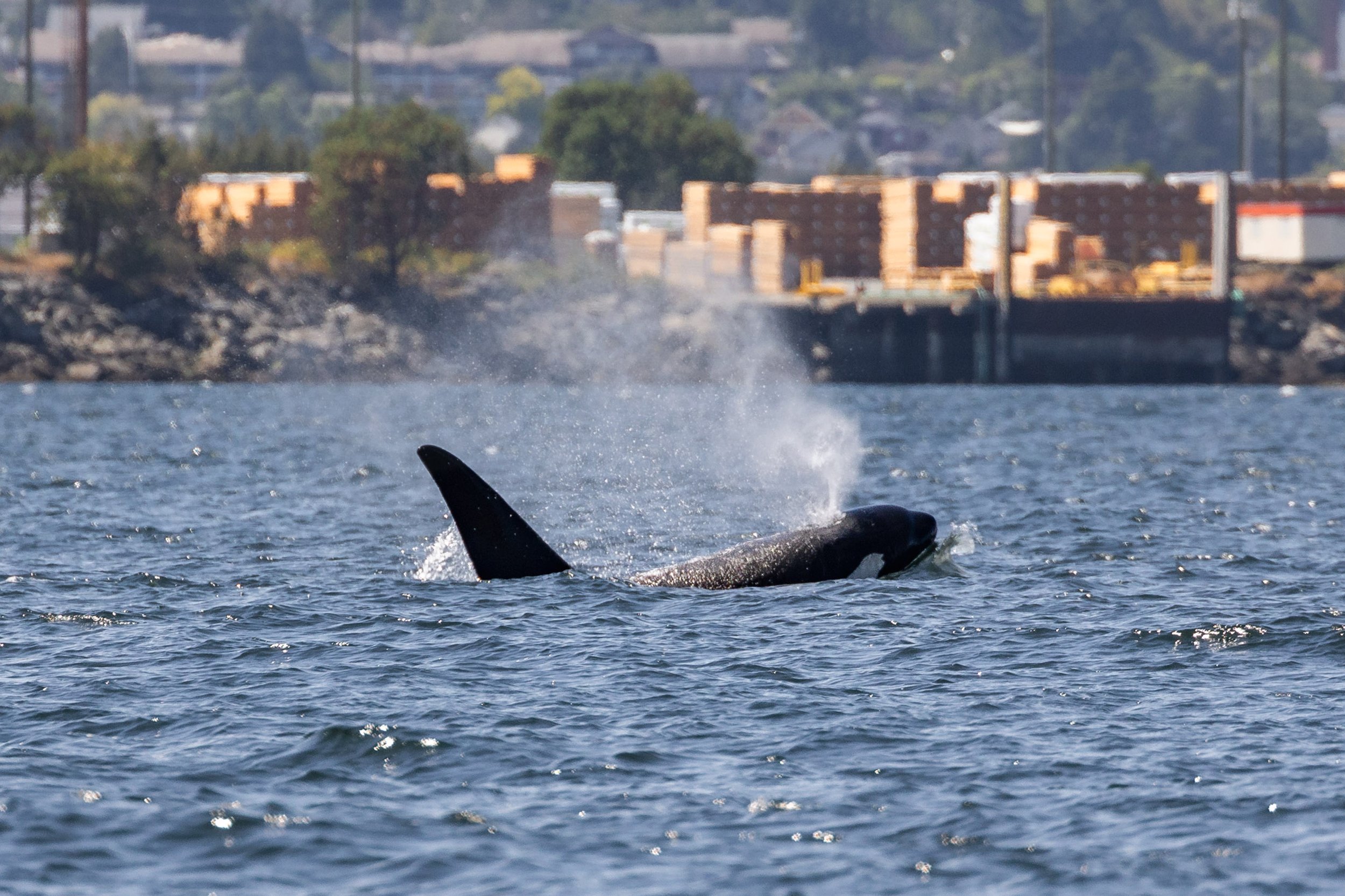 July 5, 2026 - A new cow-calf pair appears! Plus the T099s hunt by Nanaimo