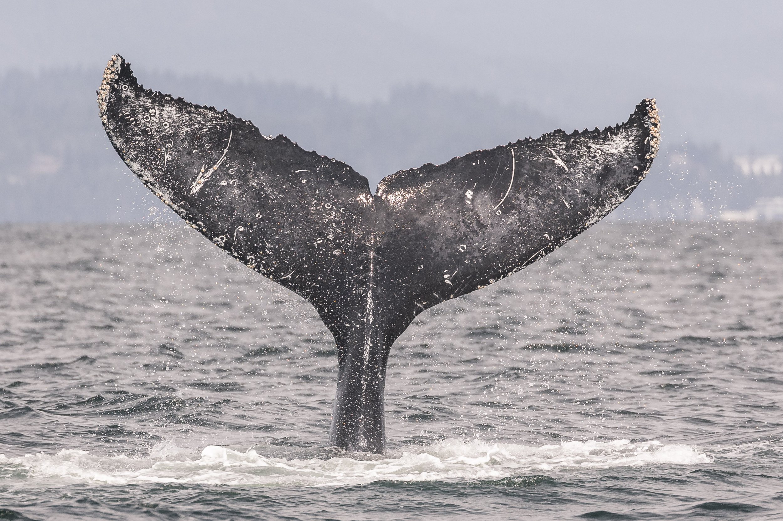 July 6, 2026, 10:30 AM - Partying Humpback across the Strait
