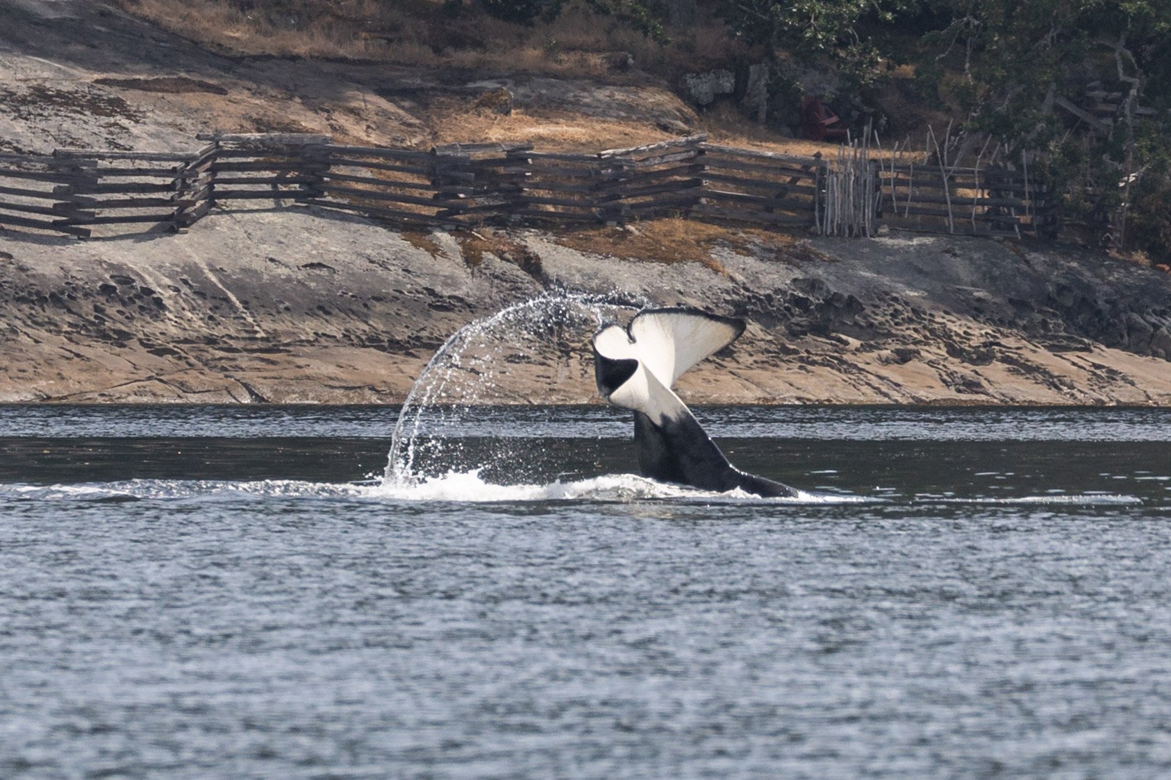 July 7, 2026, 10:30 AM - Whale, whale, whale, look who we have here!