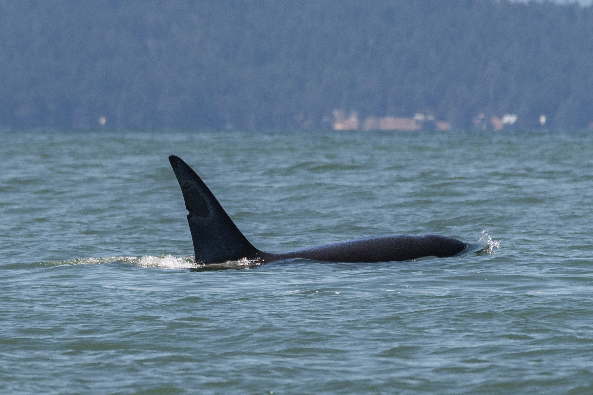 July 8, 2026 - A pair of Humpbacks and a handful of Orca! 