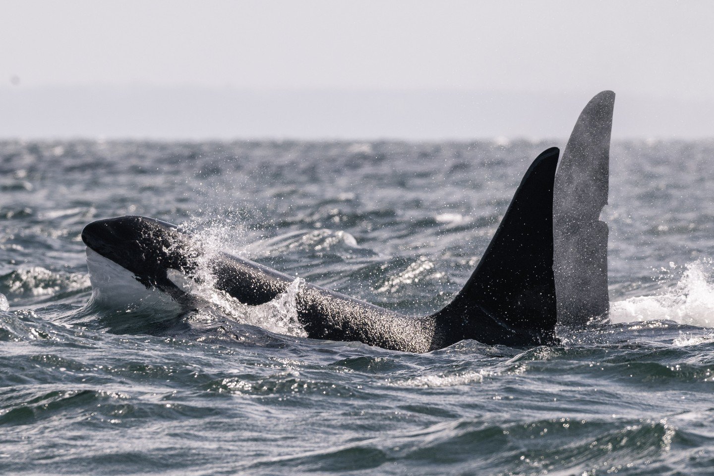 The Alaskan Brothers, T128 Flotsam and T125A Jetsam, are finally back! 

Although our prediction for our first trip seeing them this year was a few months off, it just made our first encounter with them in 2026 all the more exciting.

While they were