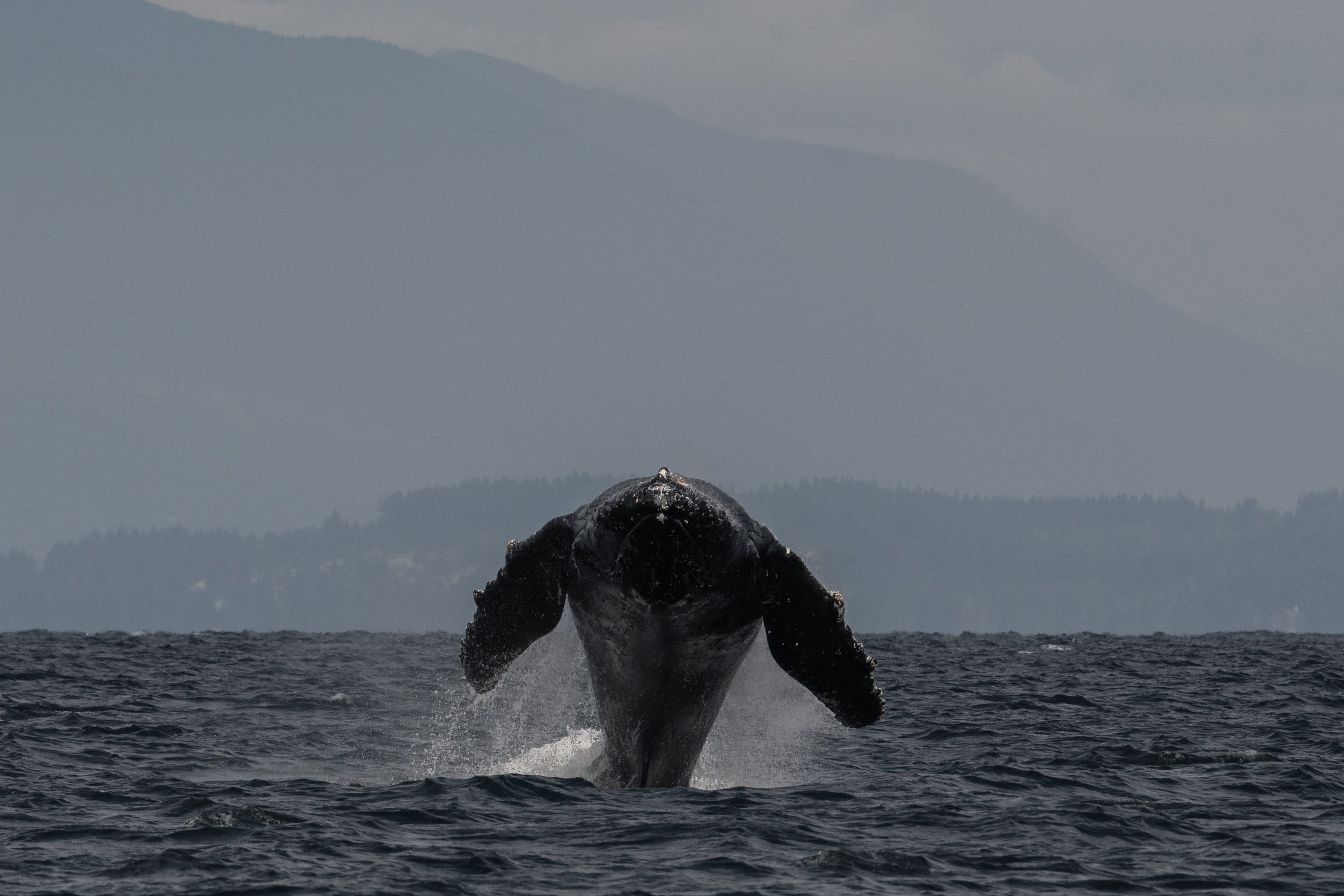 July 9, 2026, 10:30 AM - Happy Humpbacks