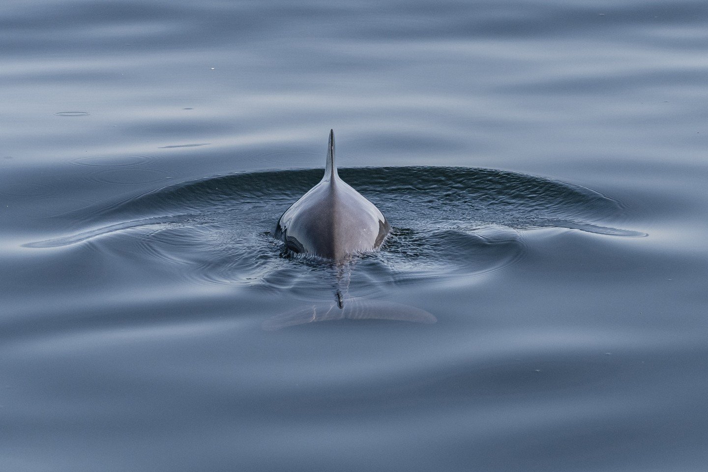 What you see isn&rsquo;t always what&rsquo;s really there 👀🌊

This harbour porpoise may look a little unusual, but the water is playing tricks on your eyes! Light bends as it passes from air into water, creating distortion through a process called 