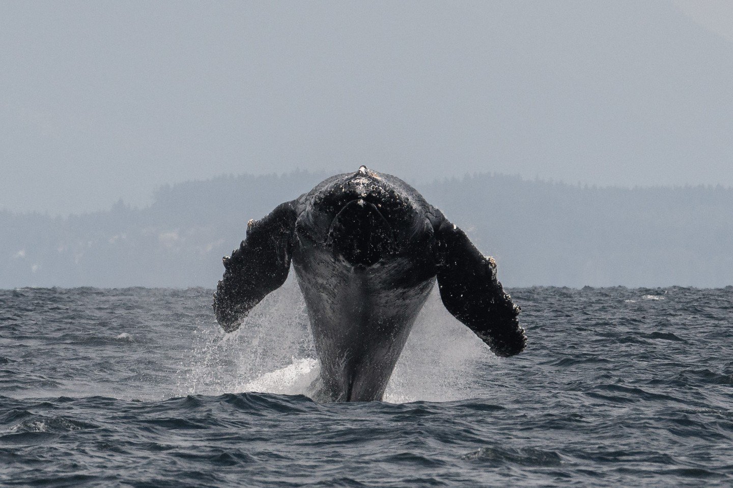 A fun angle of Coyote (BCX2484) breaching during our July 9th tour! 

For more photos or to read about the tour, check out our recent sightings blog:

https://www.vancouverislandwhalewatch.com/recent-sightings/2026/7/10/july-9-2026-1030-am

📸: Marin