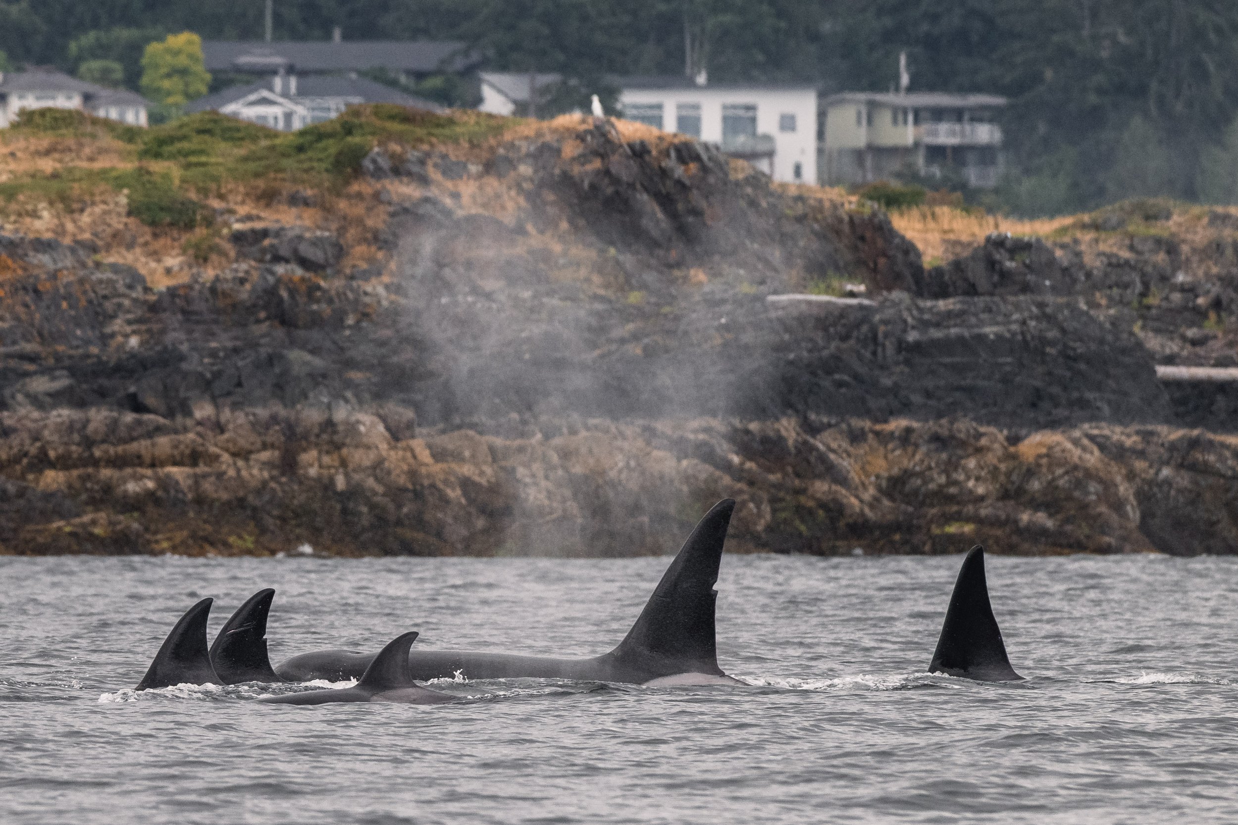 July 10, 2026, 10:30 AM - A classic West Coast morning with a mix of grey skies and whales! 