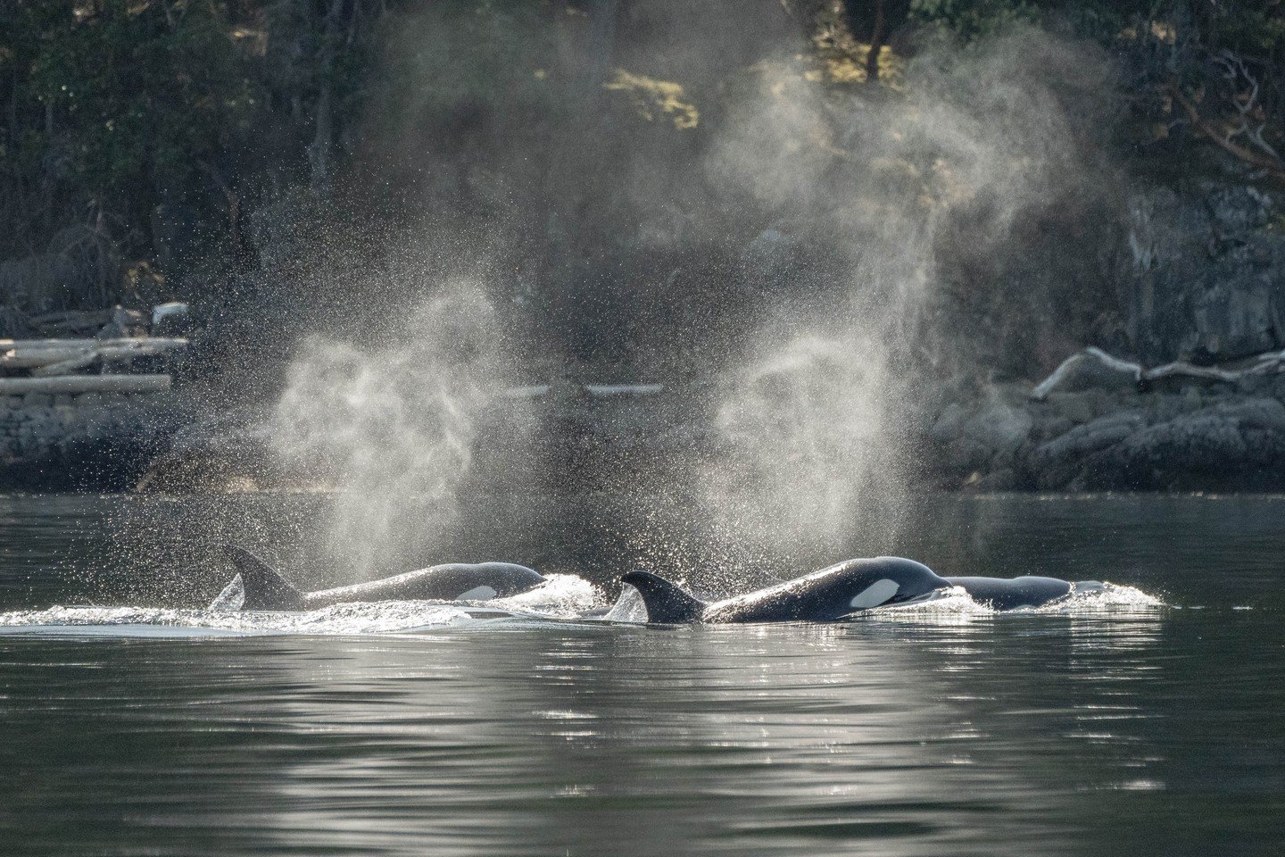 At first glance, an orca might look simple: black and white.

Look a little closer, and you'll discover that no two are alike.

Each whale has a unique dorsal fin, saddle patch, and eye patch that allows researchers and whale watchers to identify ind