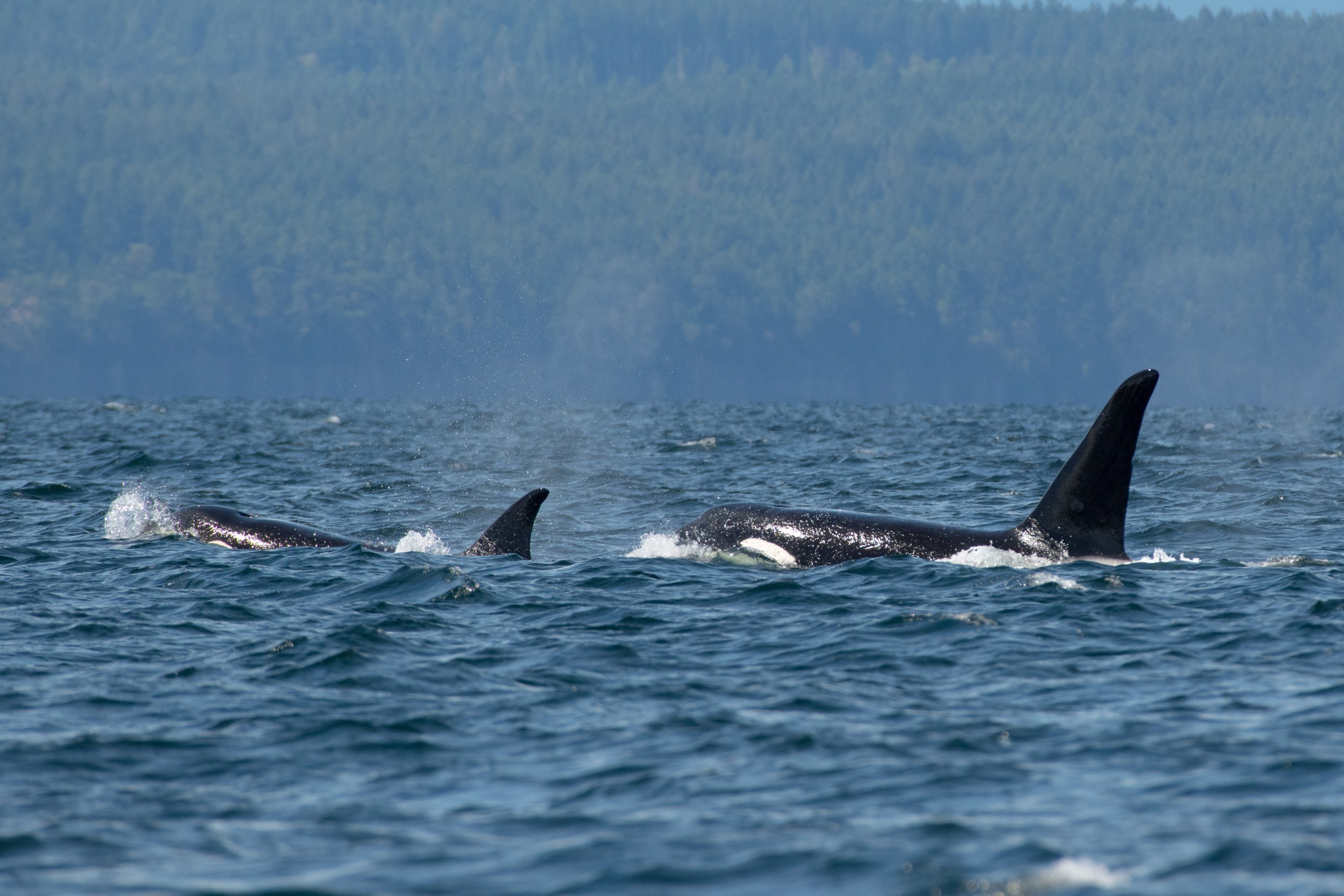 July 11, 2026, 10:30 AM - A little family reunion, plus a sibling duo and some humpbacks too!