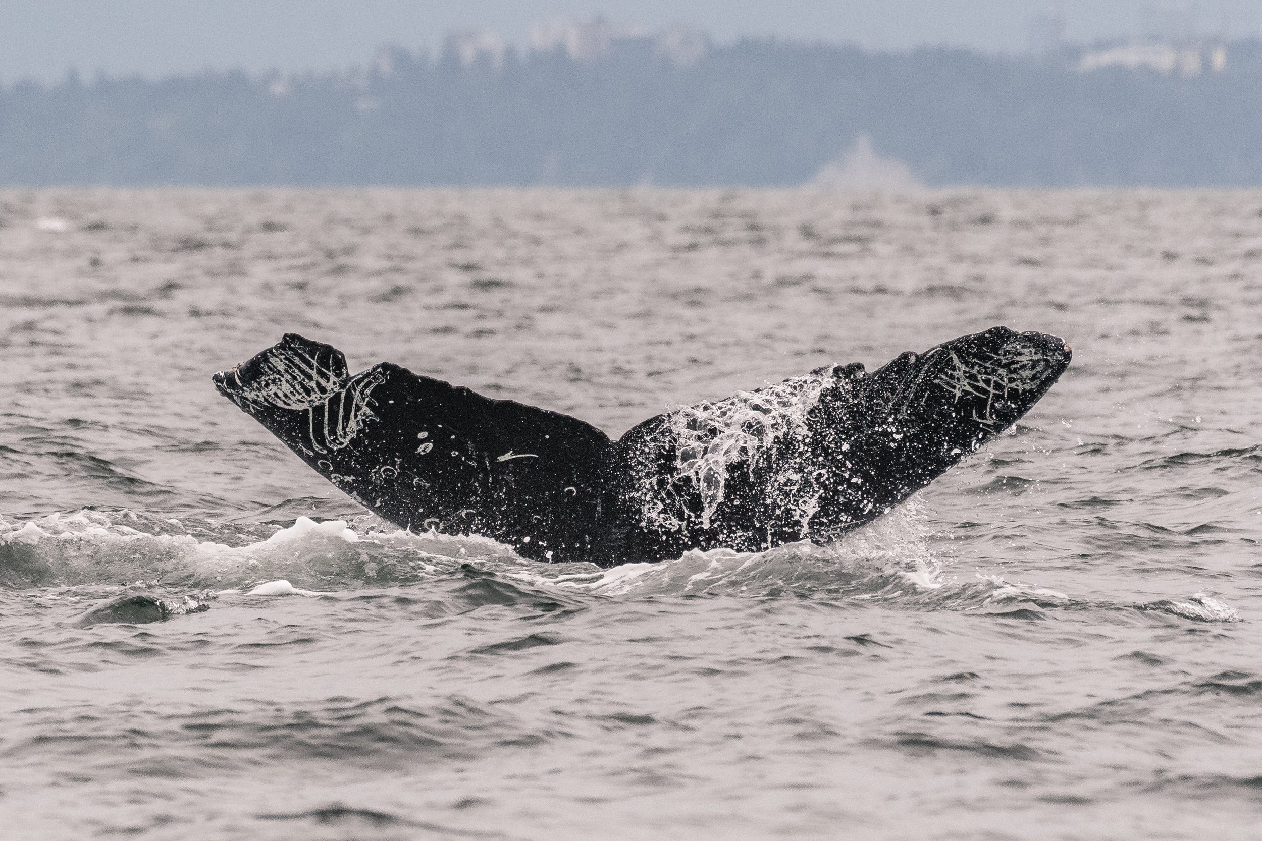 July 11, 2026, 3:30 PM - A pocket full of humpbacks!