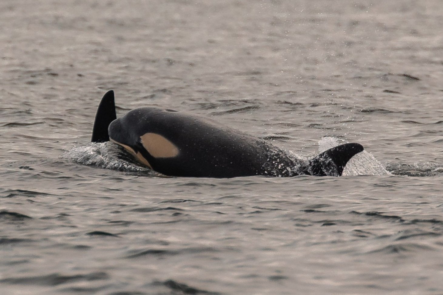 July 12, 2026, 3:30 PM - Familiar fins as well as a new fluke!