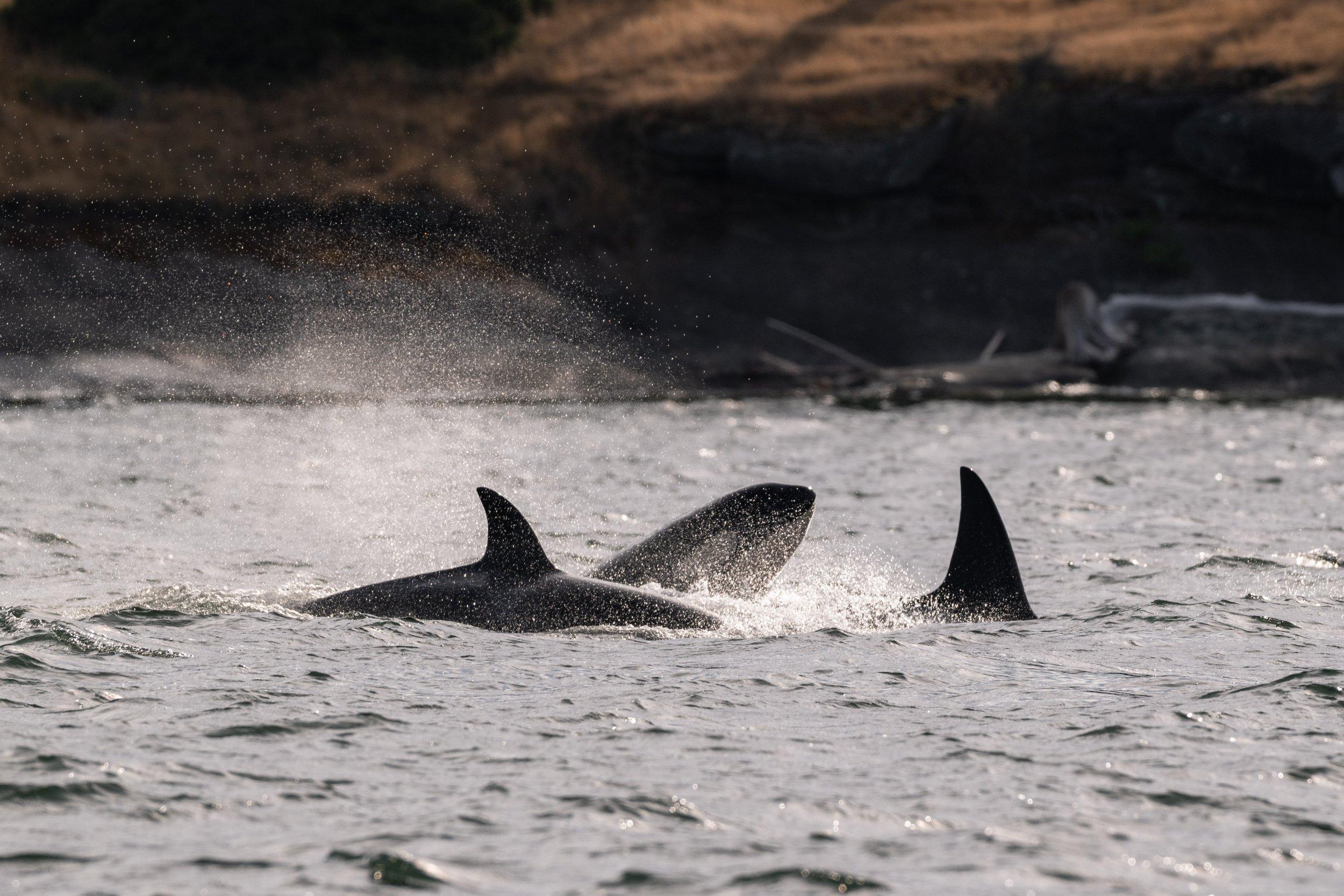 July 13, 2026, 3:30 PM - Double Species Day in the Strait