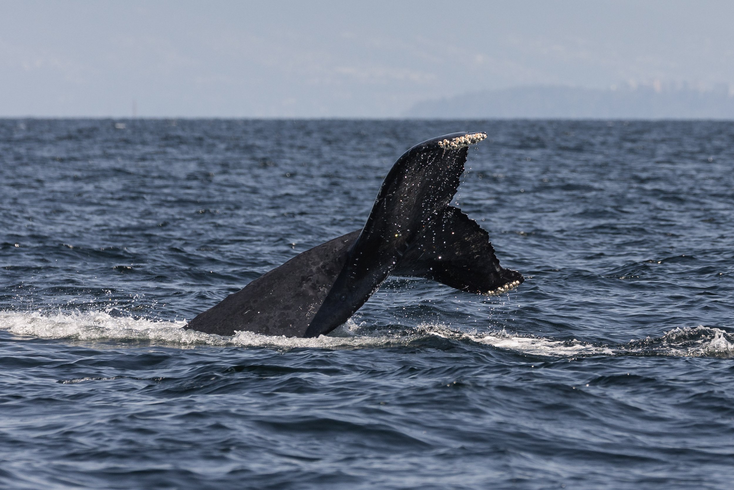 July 14, 2026, 10:30 AM - Humpbacks, Humpbacks everywhere! 