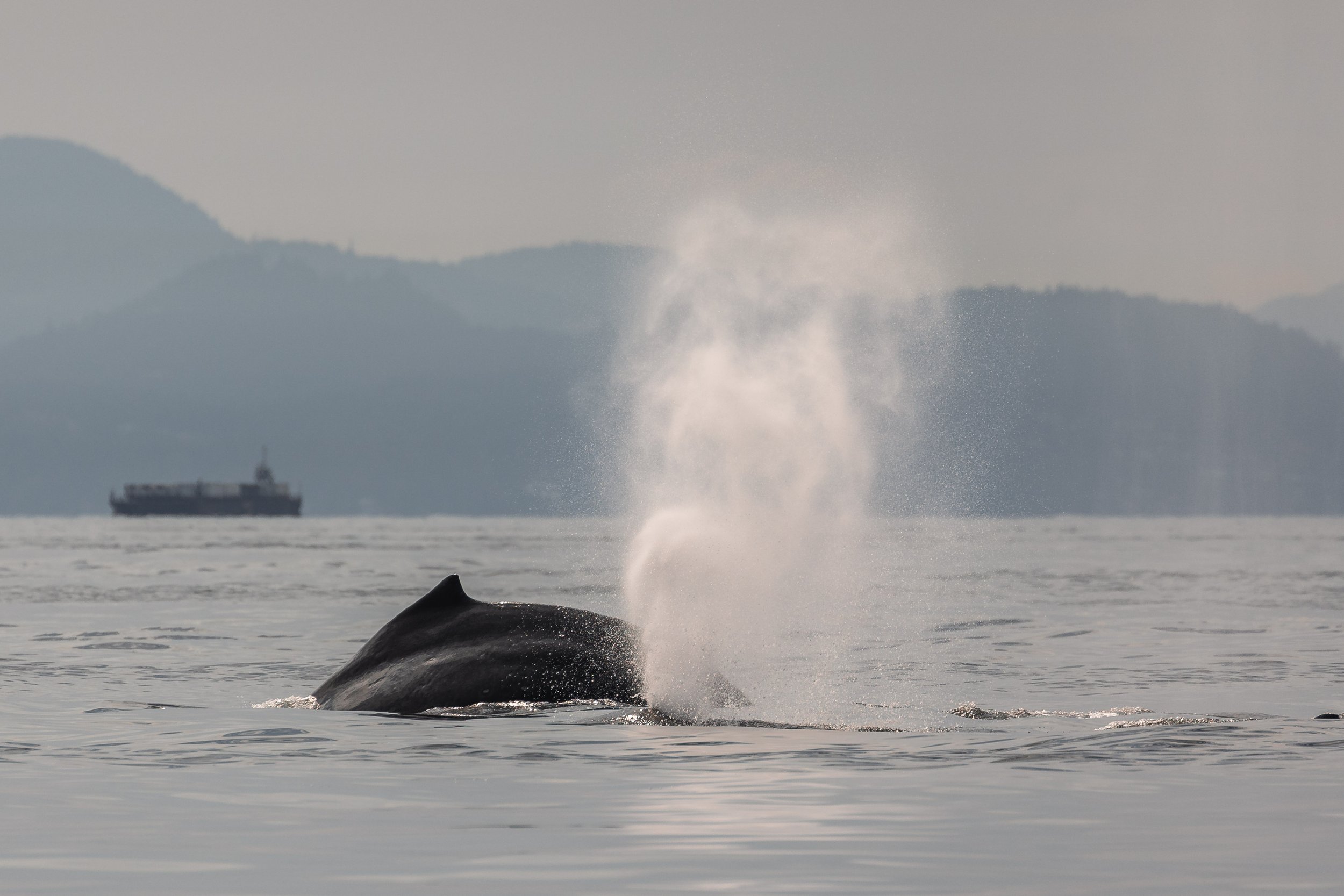 July 14, 2026, 3:30 PM - A Strait full of Humpbacks! 