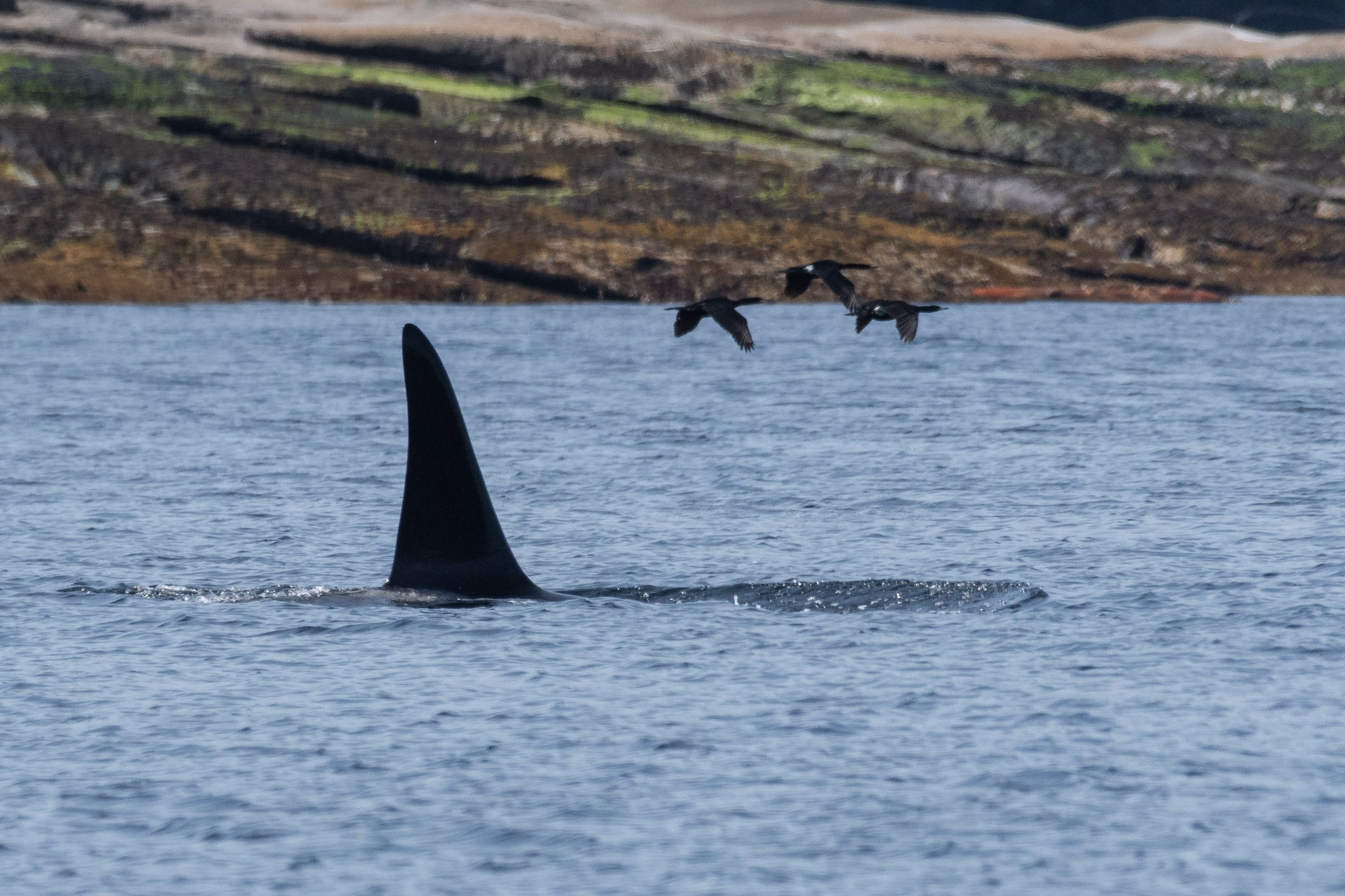July 15, 2026, 10:30 AM - One Orca, one Humpback and one unforgettable morning! 