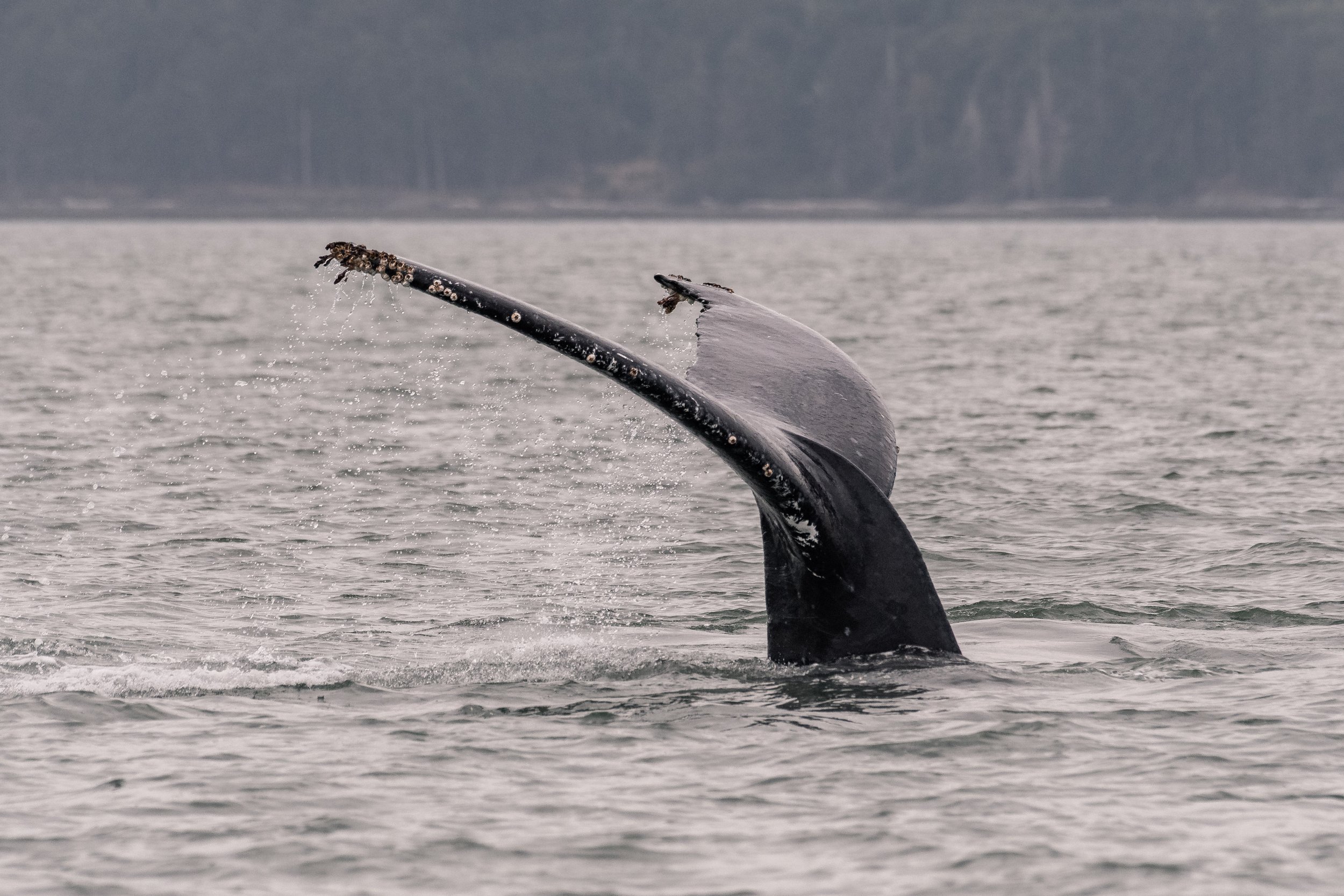 July 16, 2026 - An ennead of Humpbacks