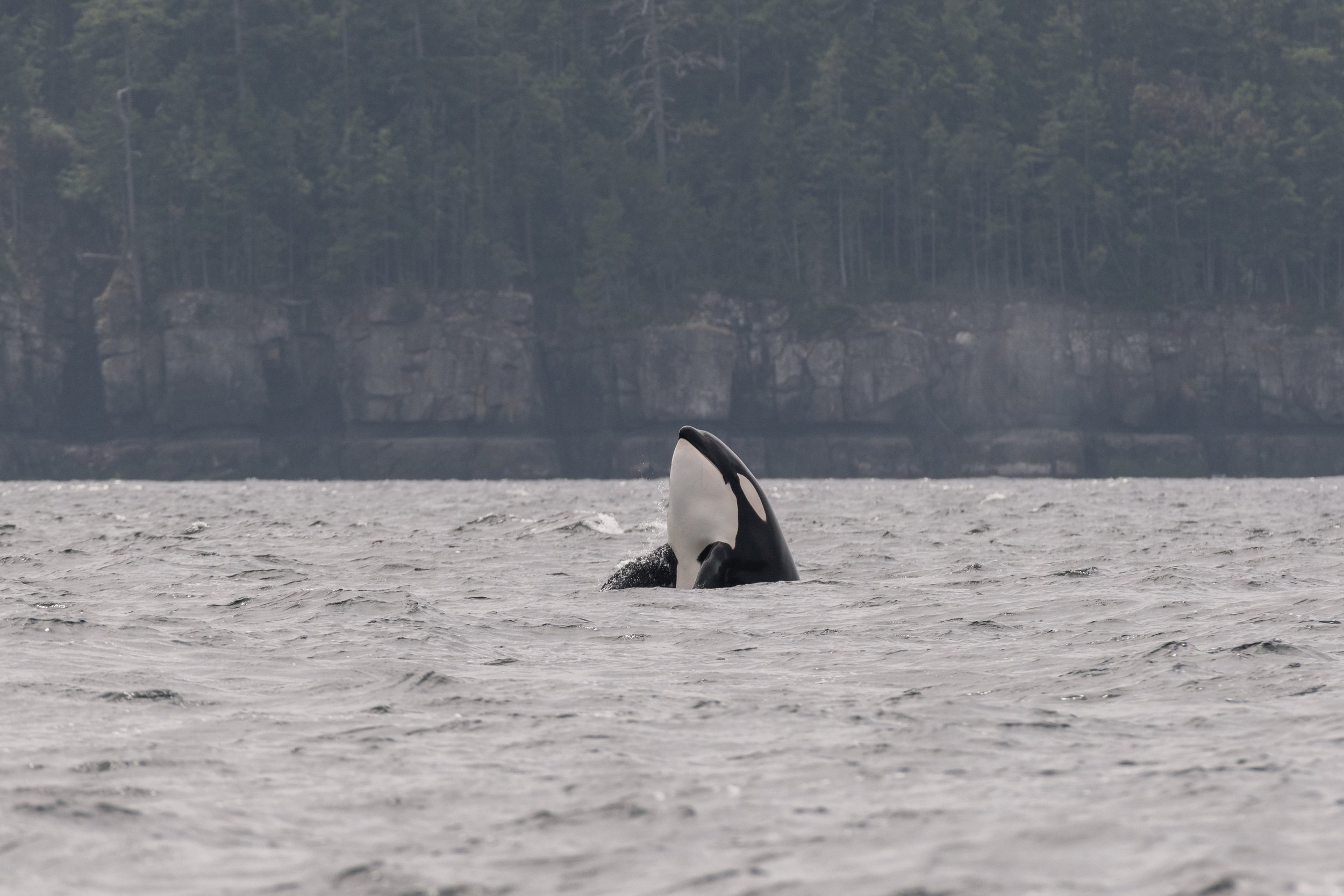 July 17, 2026, 10:30 AM - Hunting with the T037As, plus some Mystery Humpback