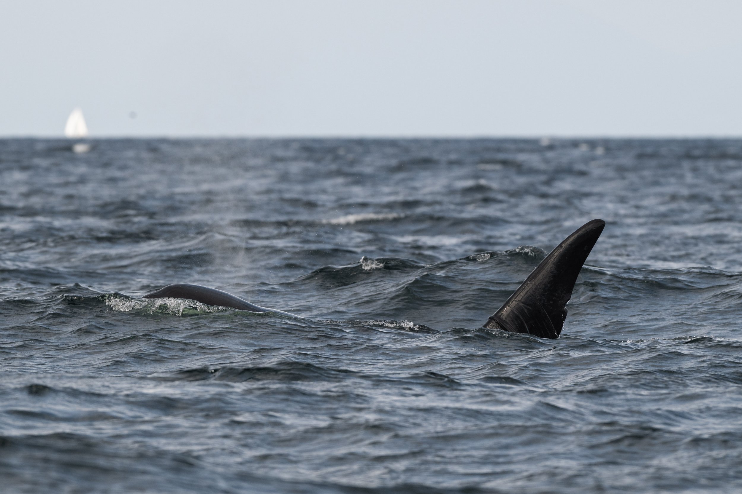 July 17, 2026, 3:30 PM - The T037As and T069E Kodiak adventuring in the Strait