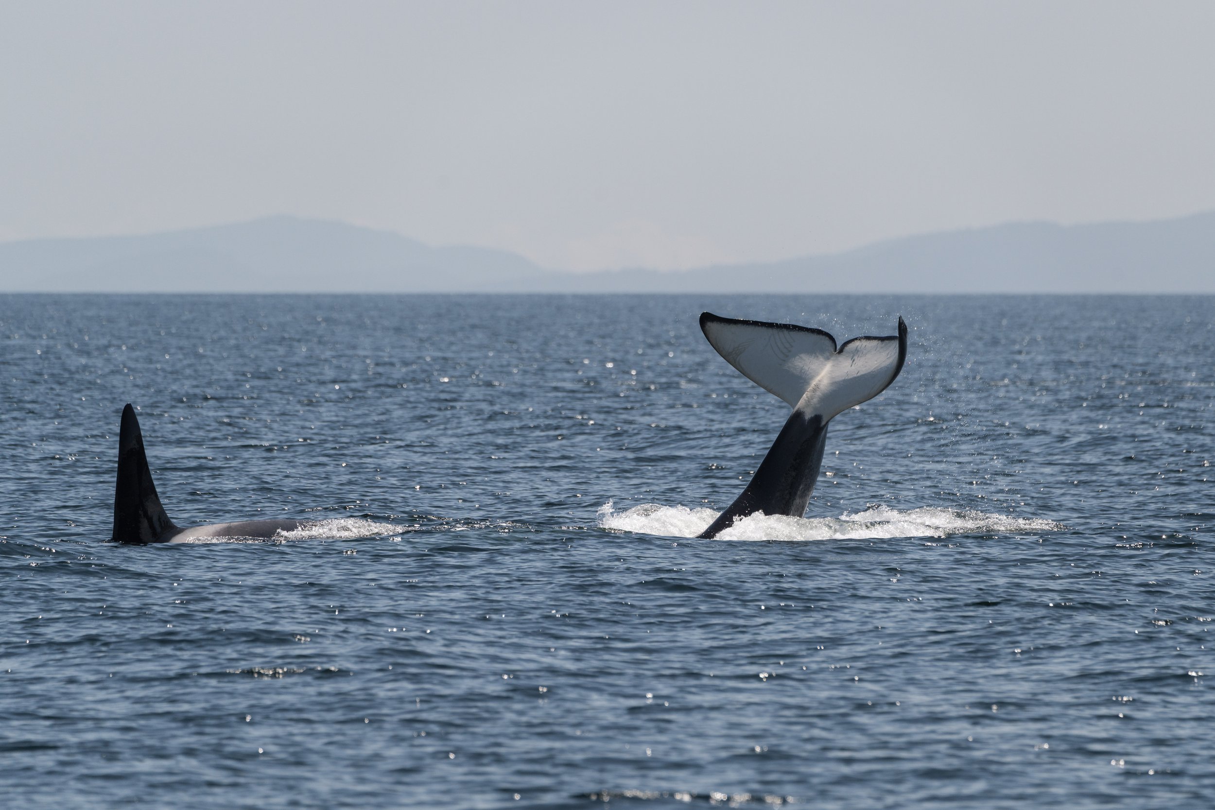 July 18, 2026, 10:30 AM - T-party formation plus a handful of humpbacks