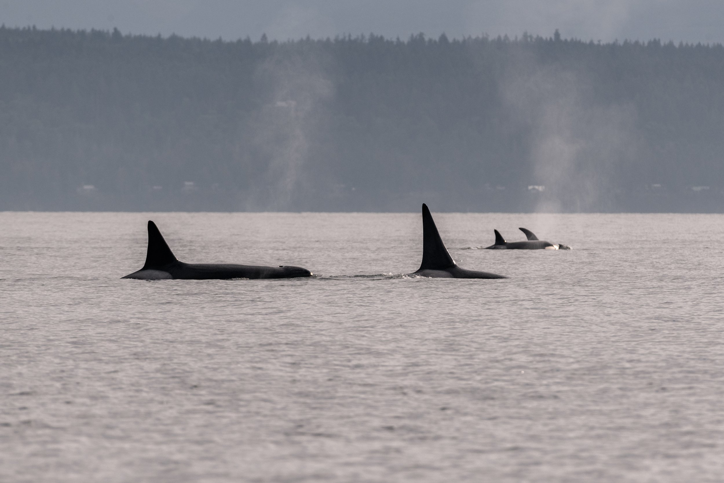 July 18, 2026, 3:30 PM - Sleepy Humpbacks and splash-happy Orca