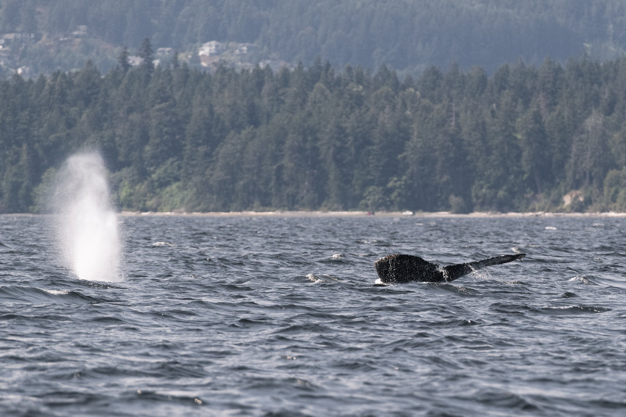 July 19, 2026, 10:30 AM - Side by Side in the Salish Sea