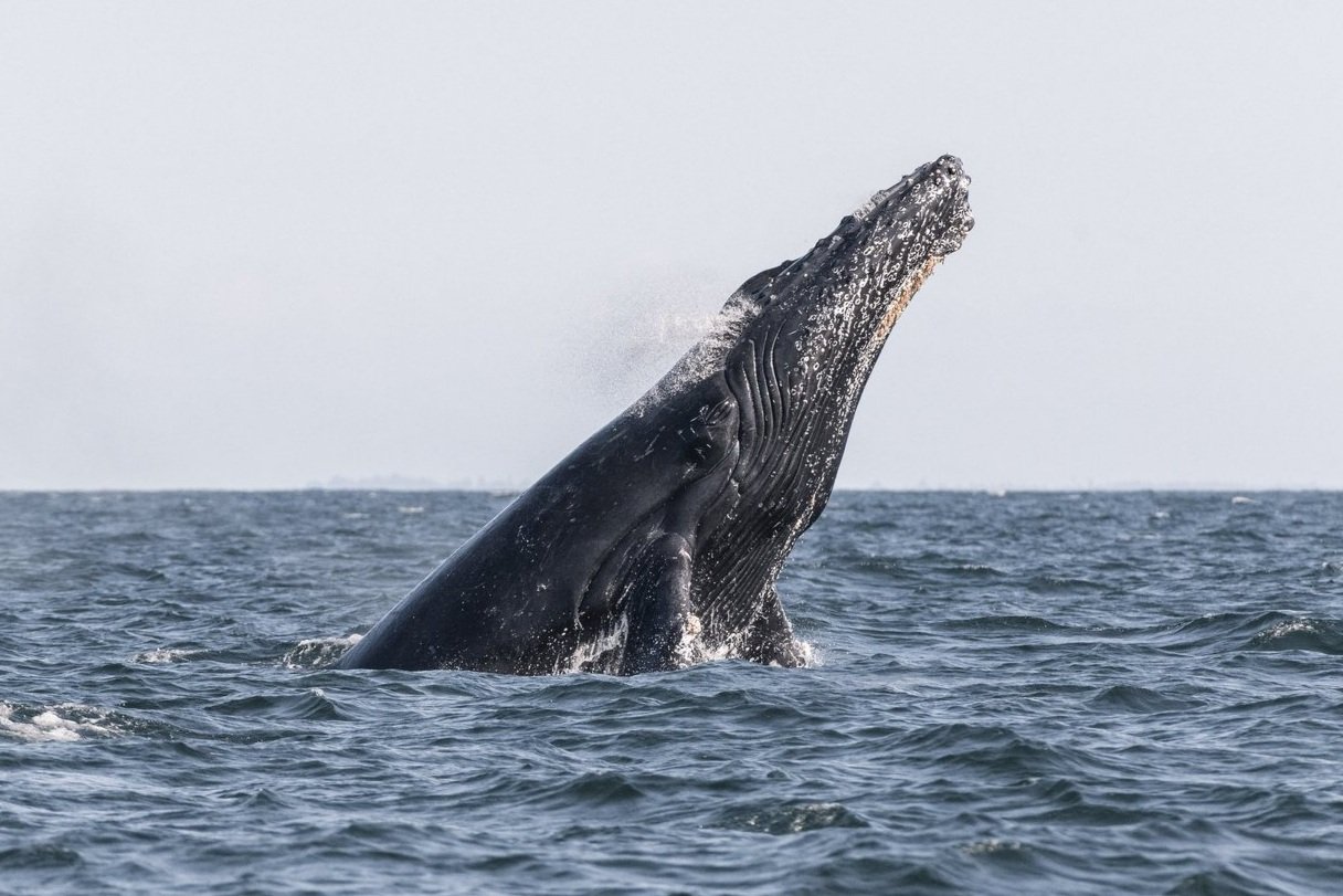 July 19, 2026, 3:30 PM - Aerial acrobatics with the Gentle Giants of the Sea