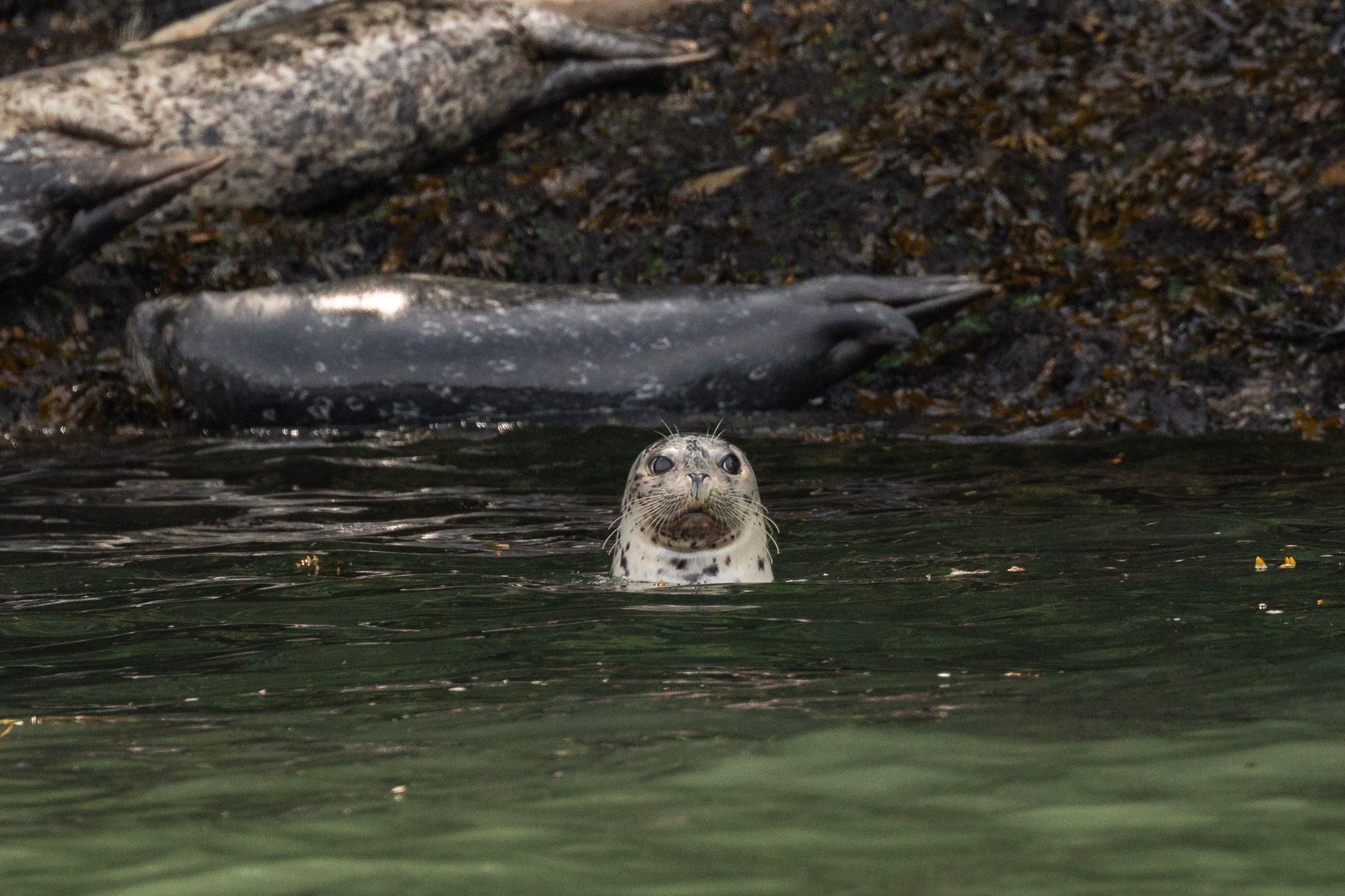 July 20, 2026, 10:30 AM - Exploring the Southern Gulf Islands