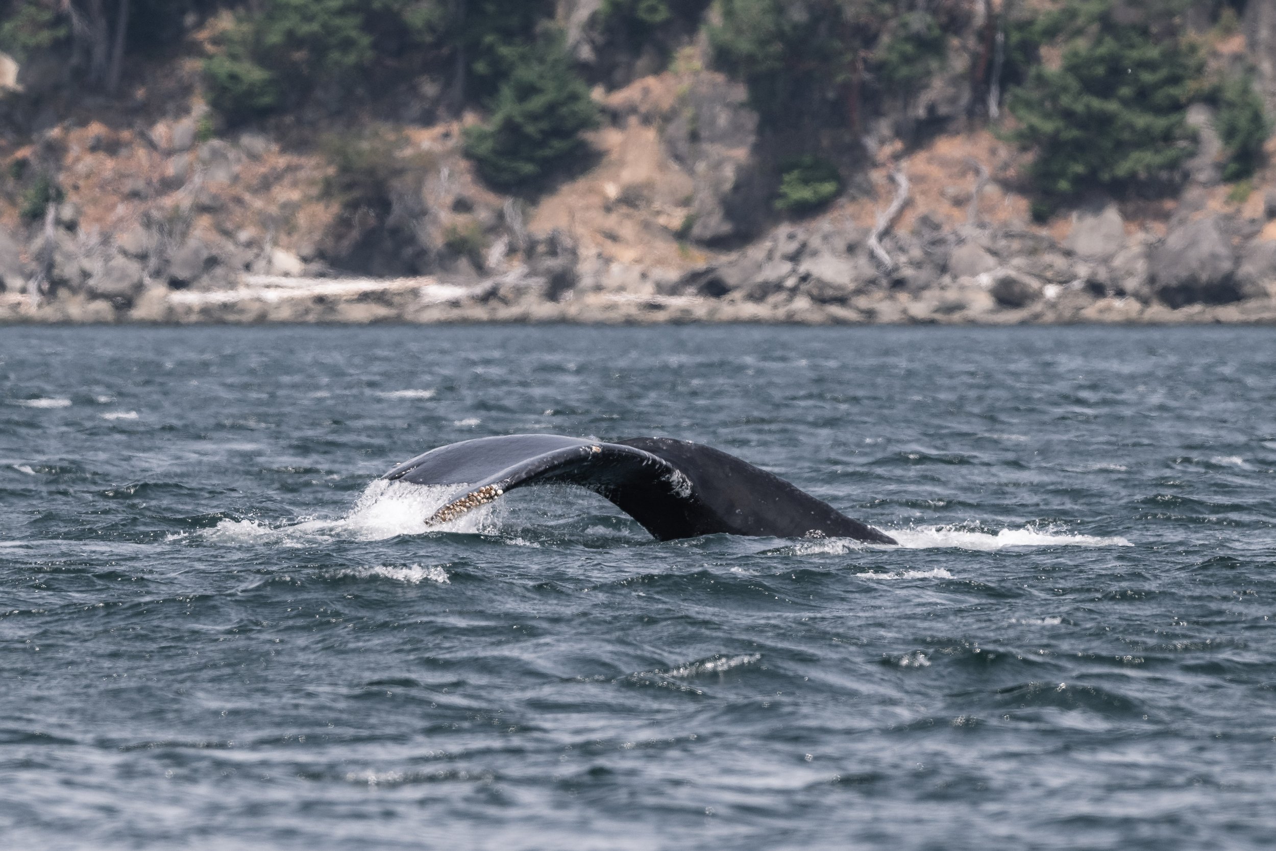 July 20, 2026, 10:30 AM - Split Fluke near Saturna Island. 