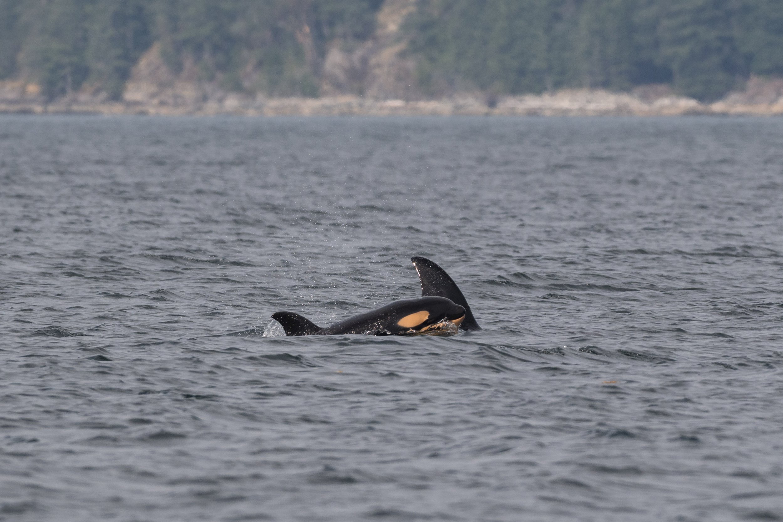 July 20, 2026, 3:30 PM - A New Baby!