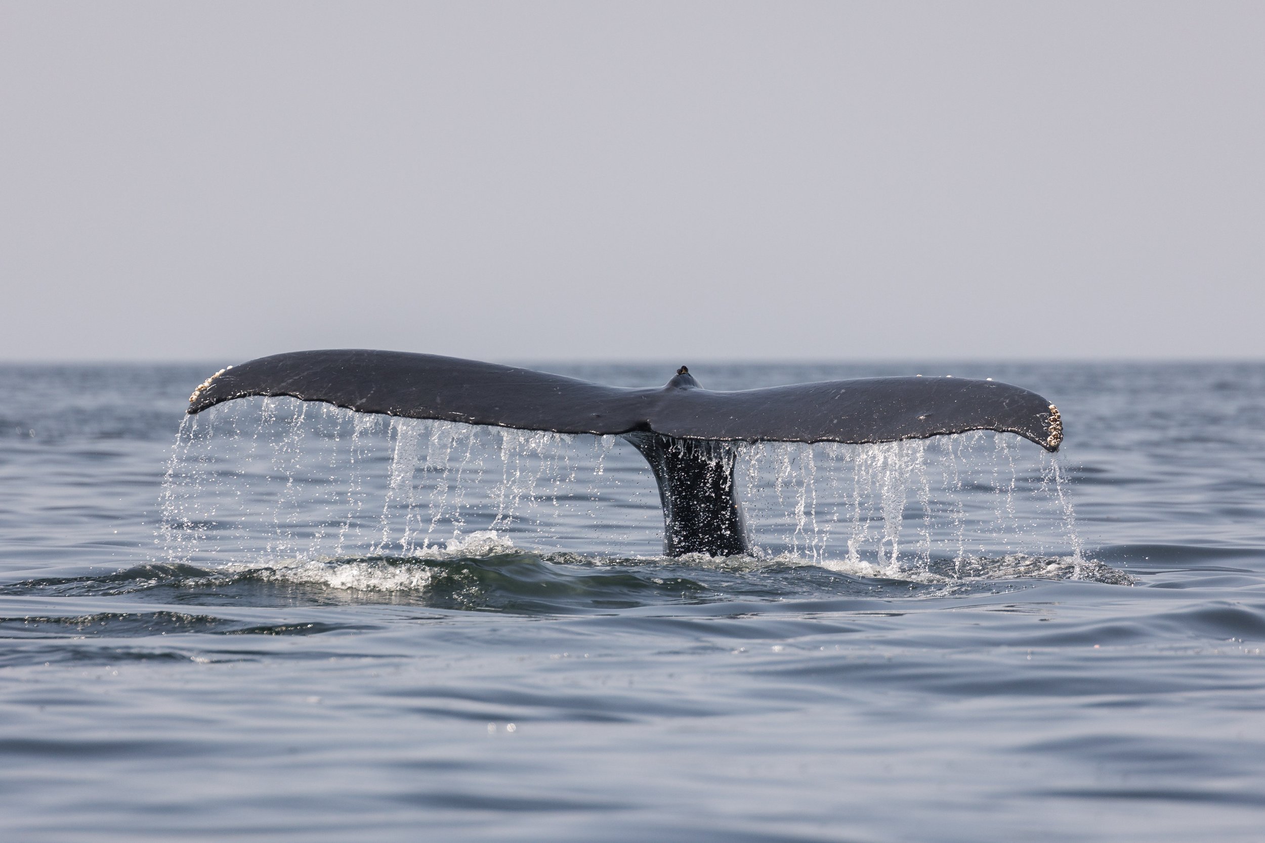 July 21, 2026, 10:30 AM - Humpback Soup 