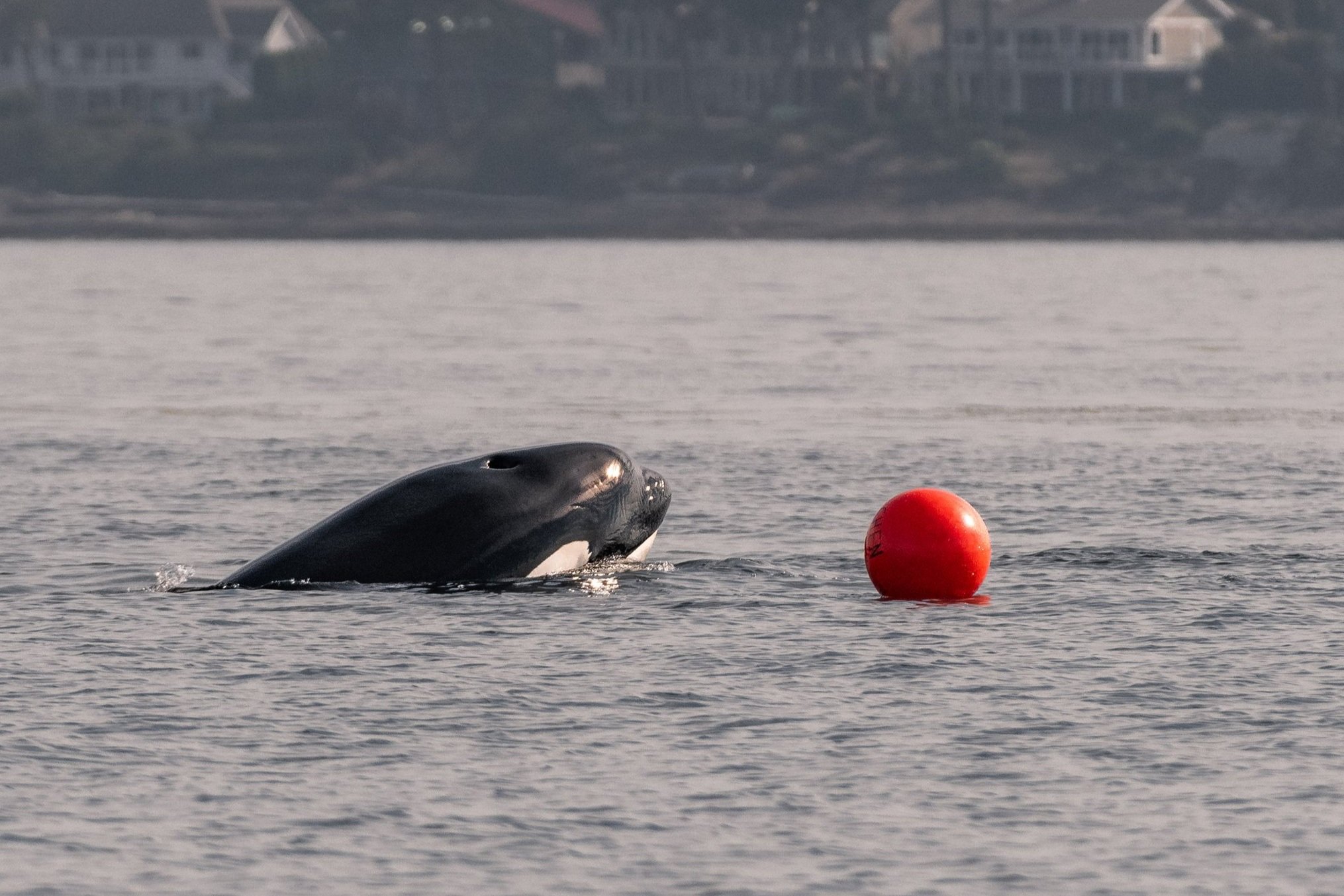 July 21, 2026, 3:30 PM - Humpbacks and Orca! Oh b(u)oy!
